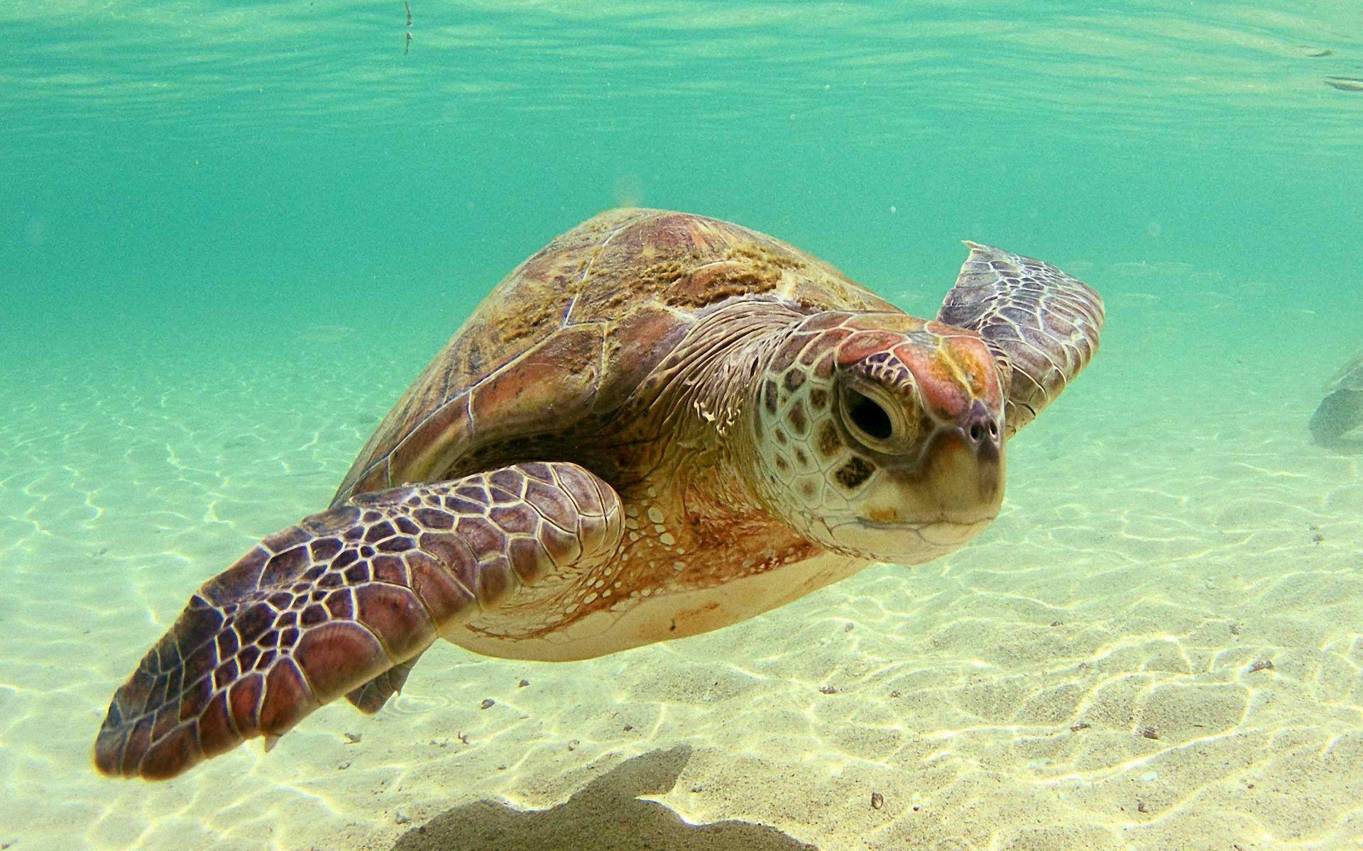 1920x1200 Animated Sea Turtle Wallpaper iPhone