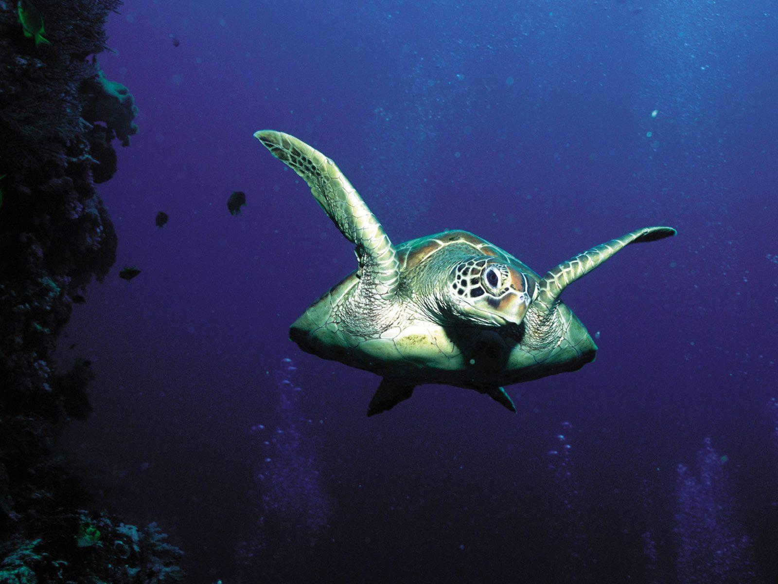 Cartoon Sea Turtle Wallpapers - Top Free Cartoon Sea Turtle Backgrounds