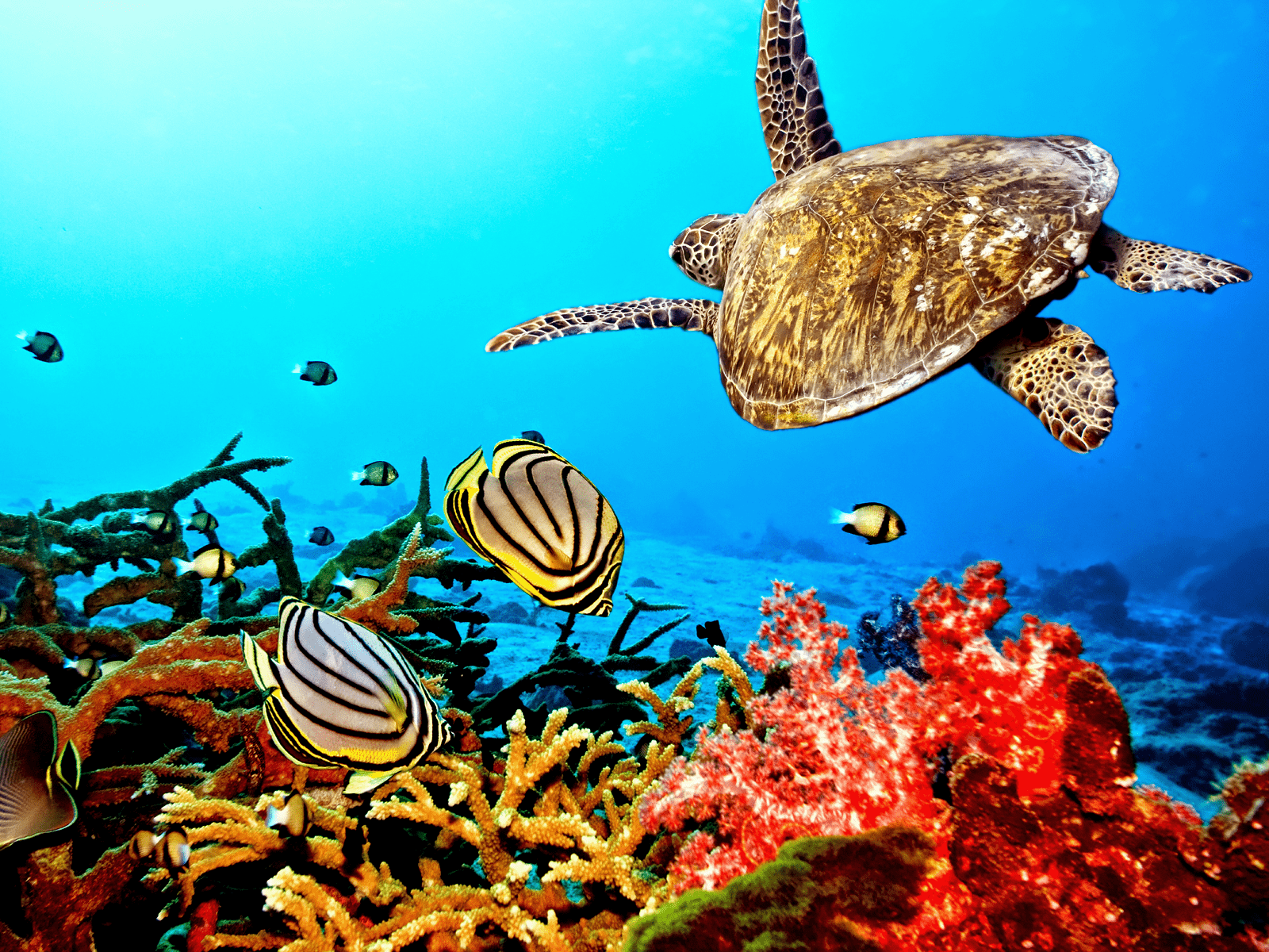 1600x1200 Sea Turtle Background .
