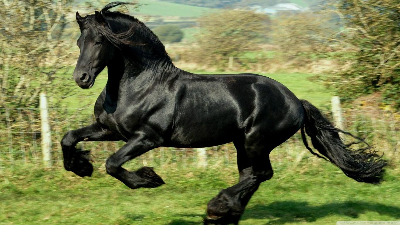 1366x768 Quarter Horse Wallpaper For Computer