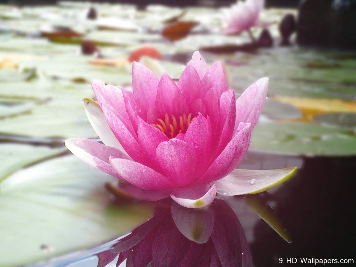 1200x900 Free download The beauty of the Lotus Present Moment Organizing of San Diego [1200x900] for your Desktop, Mobile & Tablet. Explore Lotus Flower Background Wallpaper. Lotus Wallpaper for Walls