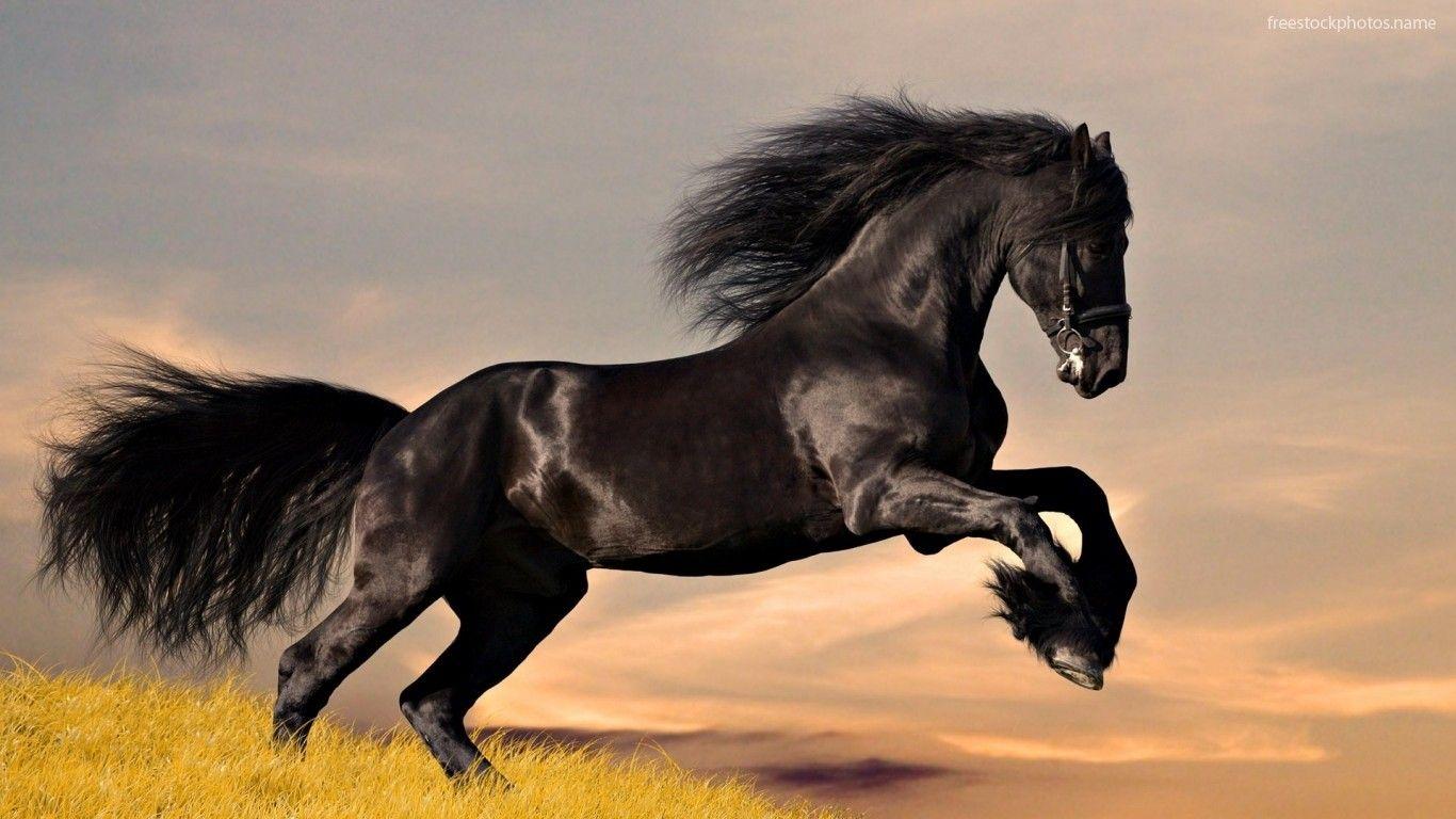 1366x768 Thoroughbred Horse HD Desktop Wallpaper 19019