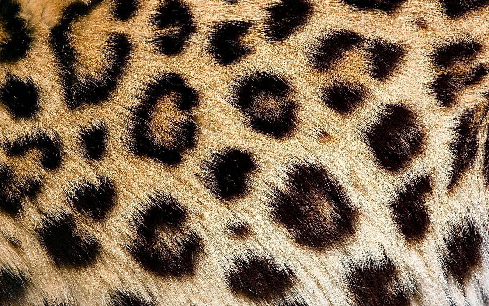 Leopard Skin Wallpapers Top Free Leopard