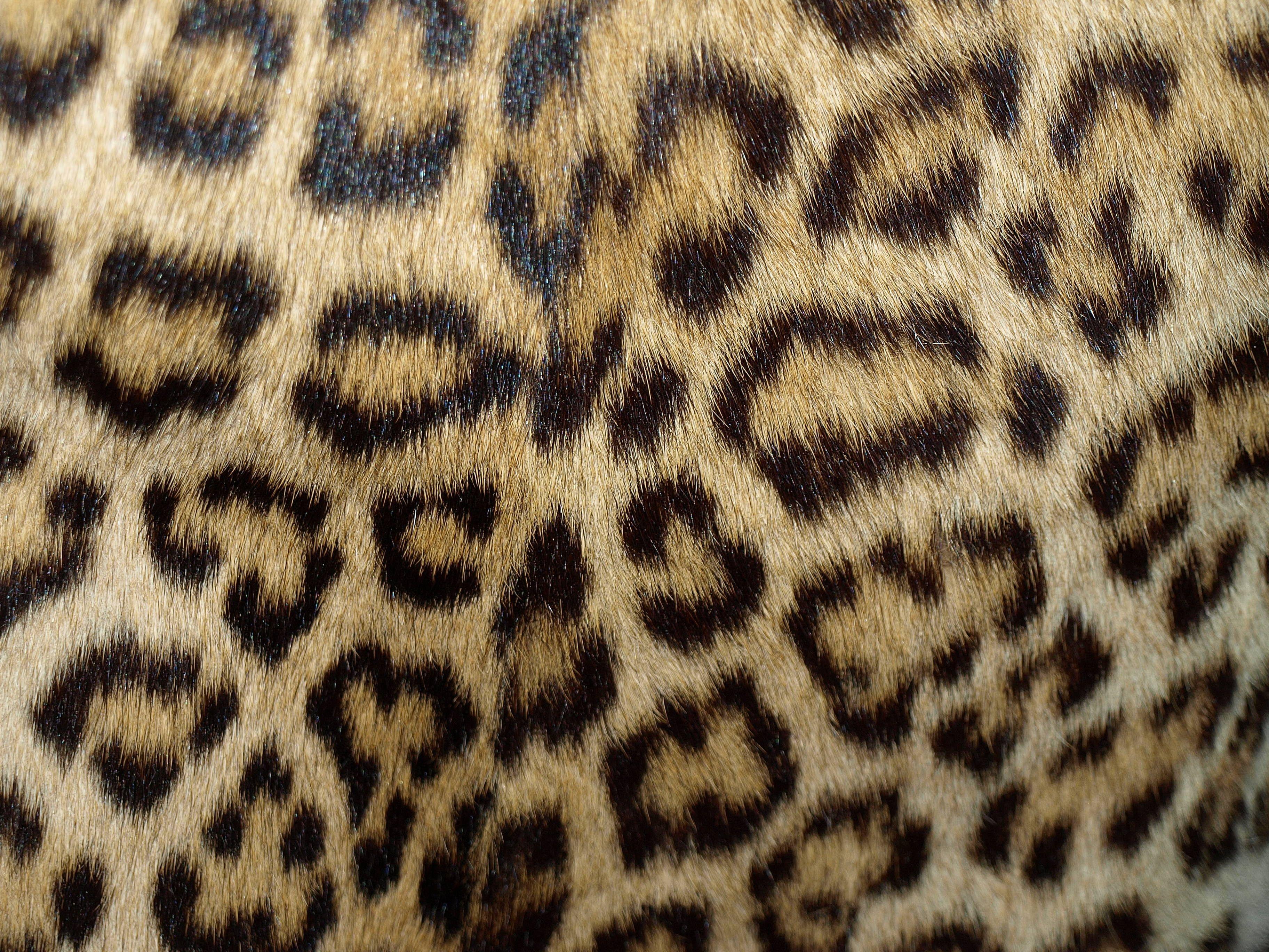 3648x2736 Leopard Print High Resolution .