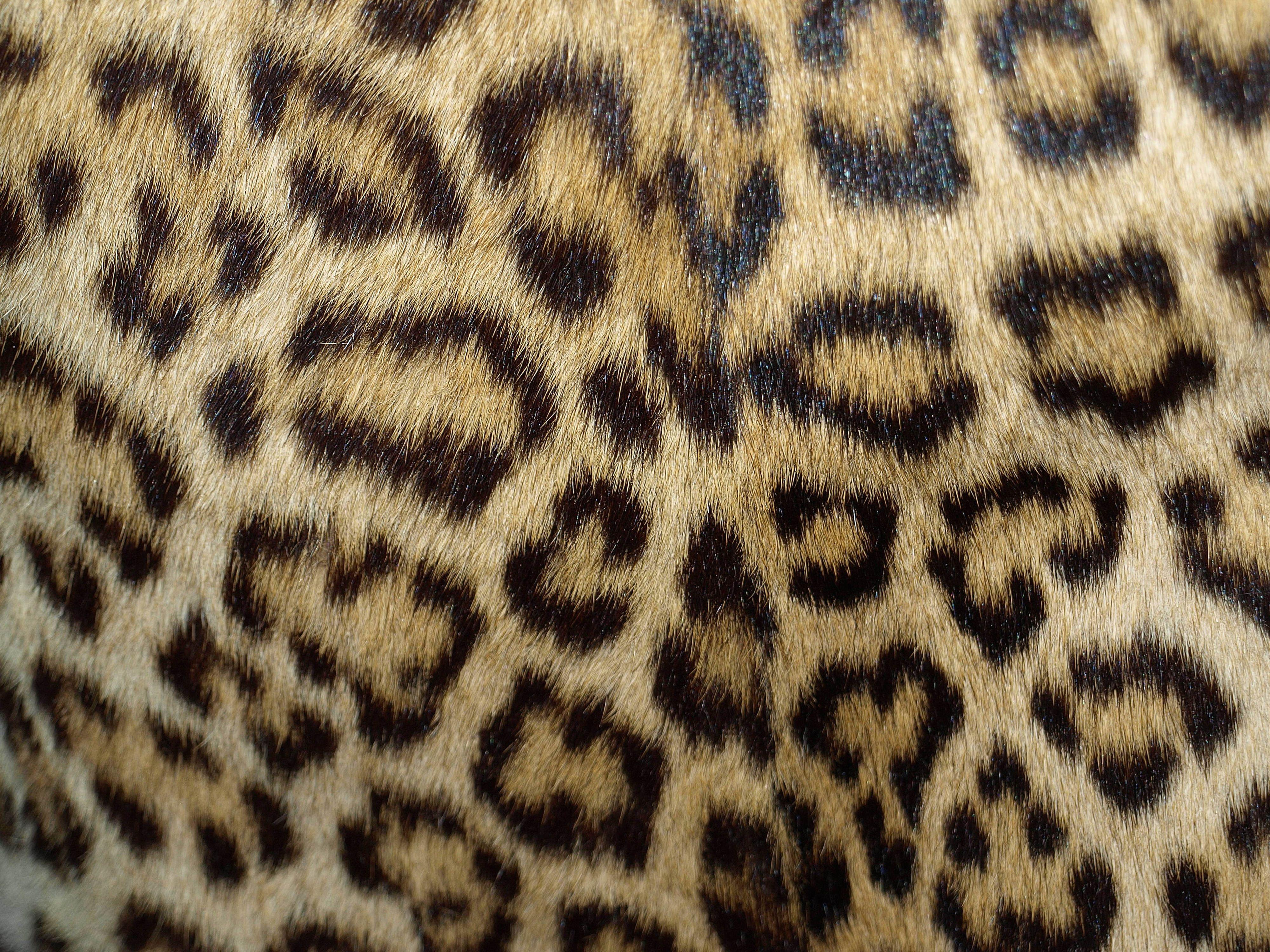 4000x3000 Leopard Skin Background Quality Image And Transparent PNG Free Clipart