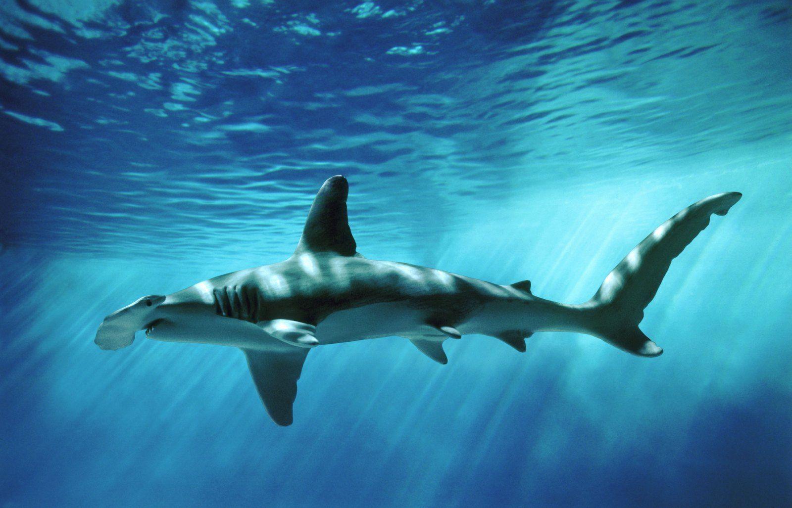 1600x1027 Hammerhead Sharks Wallpaper