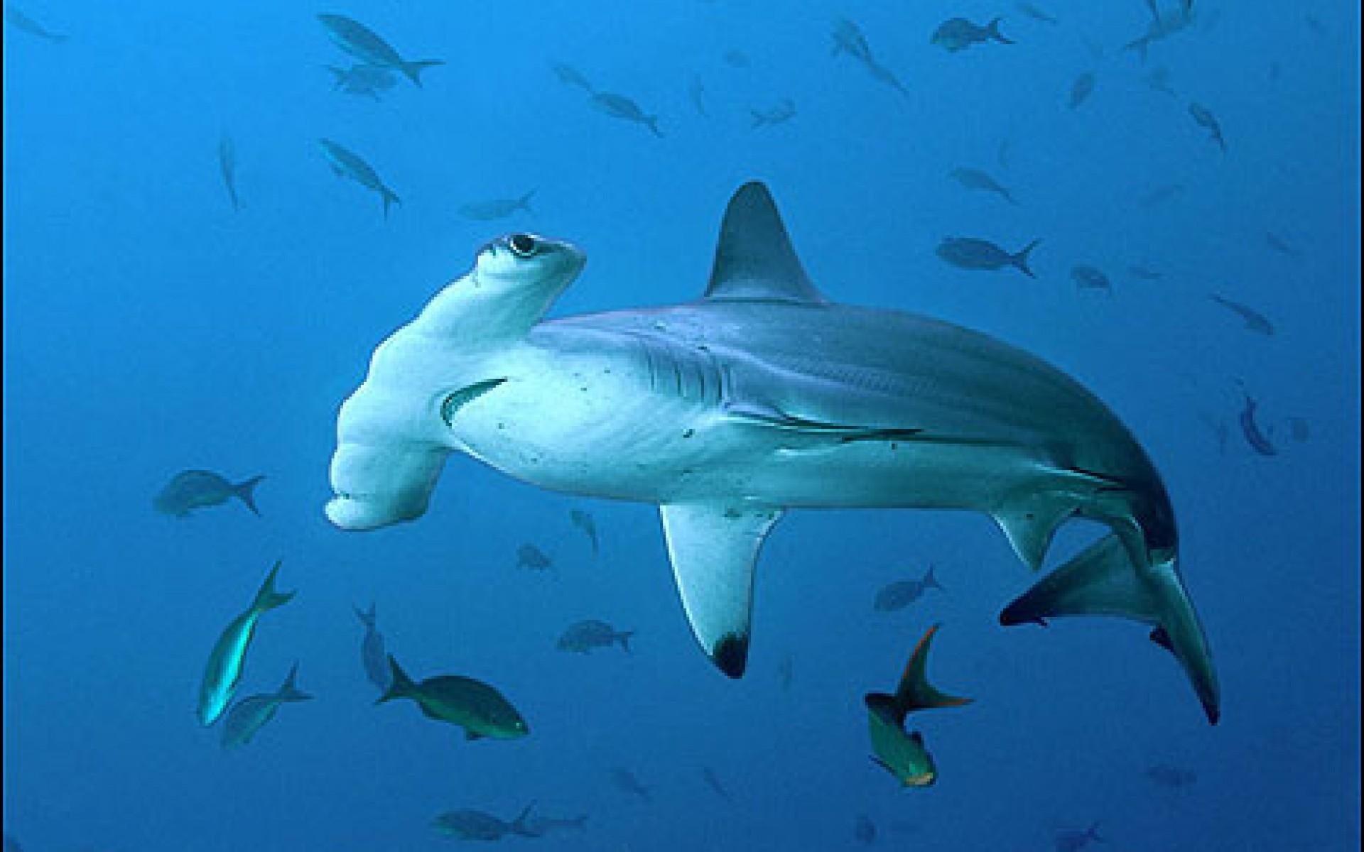 1920x1200 Hammerhead Shark Wallpaper For Android Shark Wallpaper & Background Download