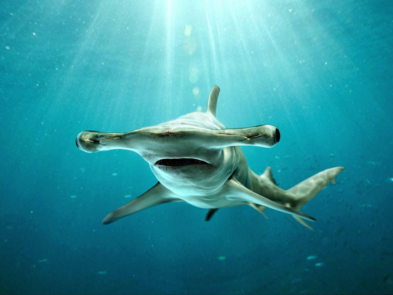 1280x960 Hammerhead Shark wallpaper, Animal, HQ Hammerhead Shark pictureK Wallpaper 2019