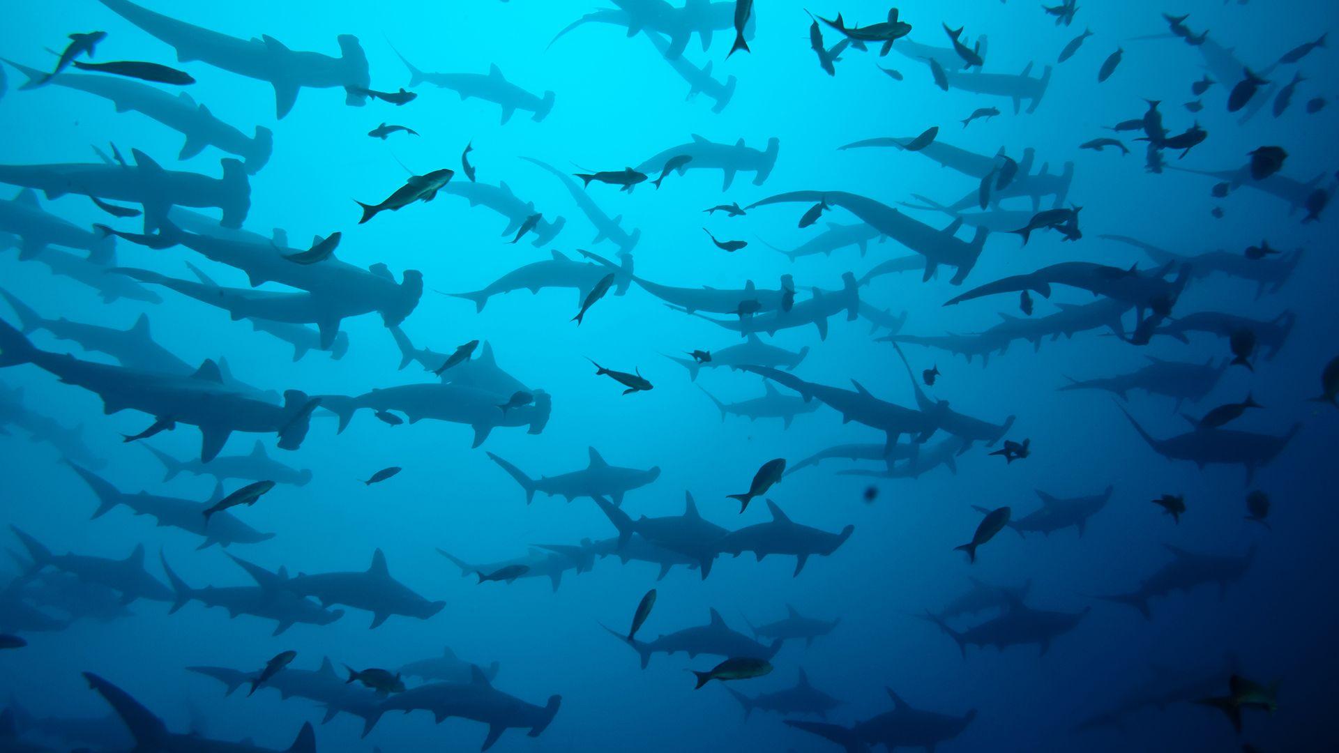1920x1080 What If There Were No Sharks?
