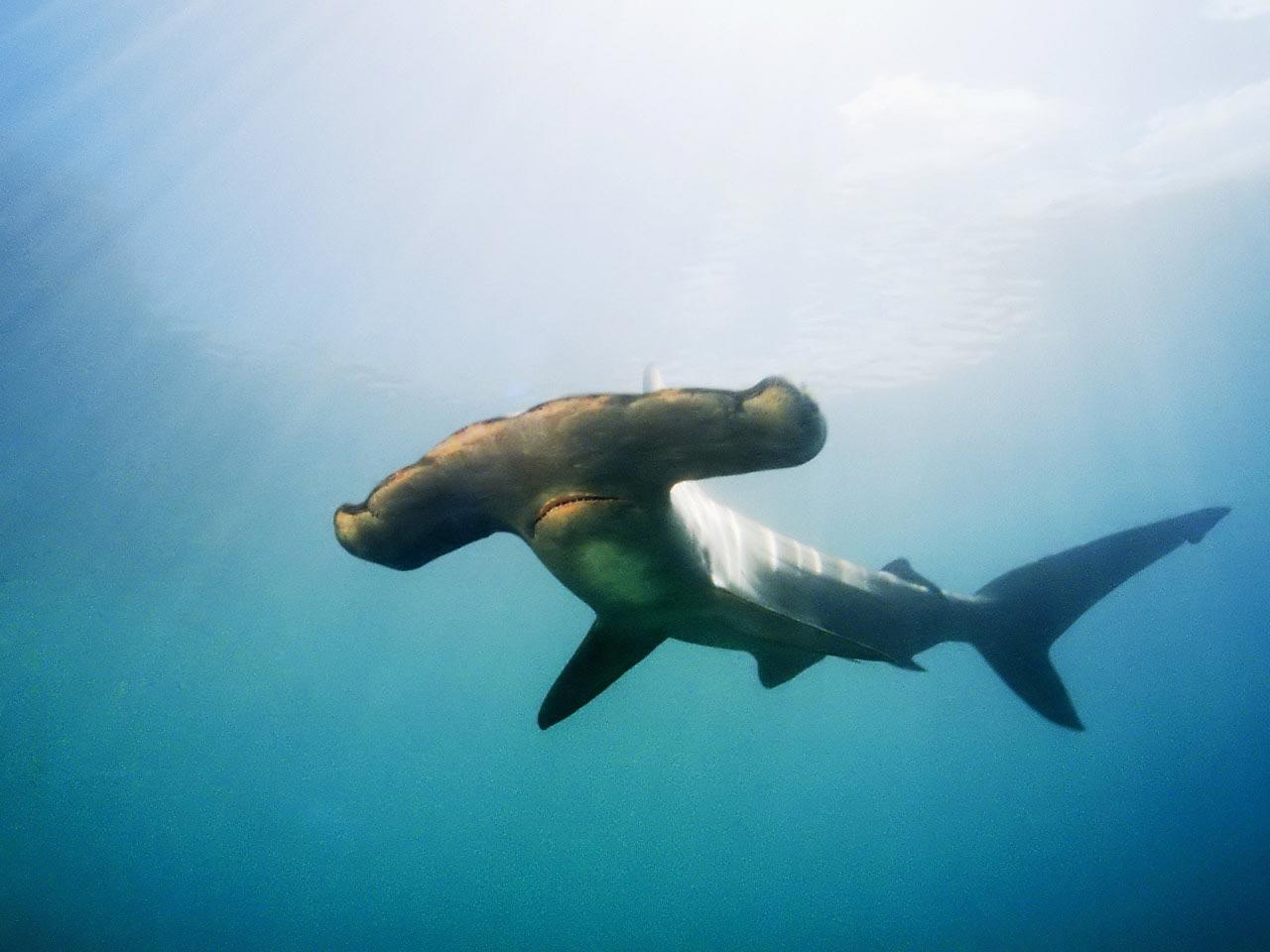 1280x960 Download Great Hammerhead Hammerhead Shark Wallpaper 1280x960