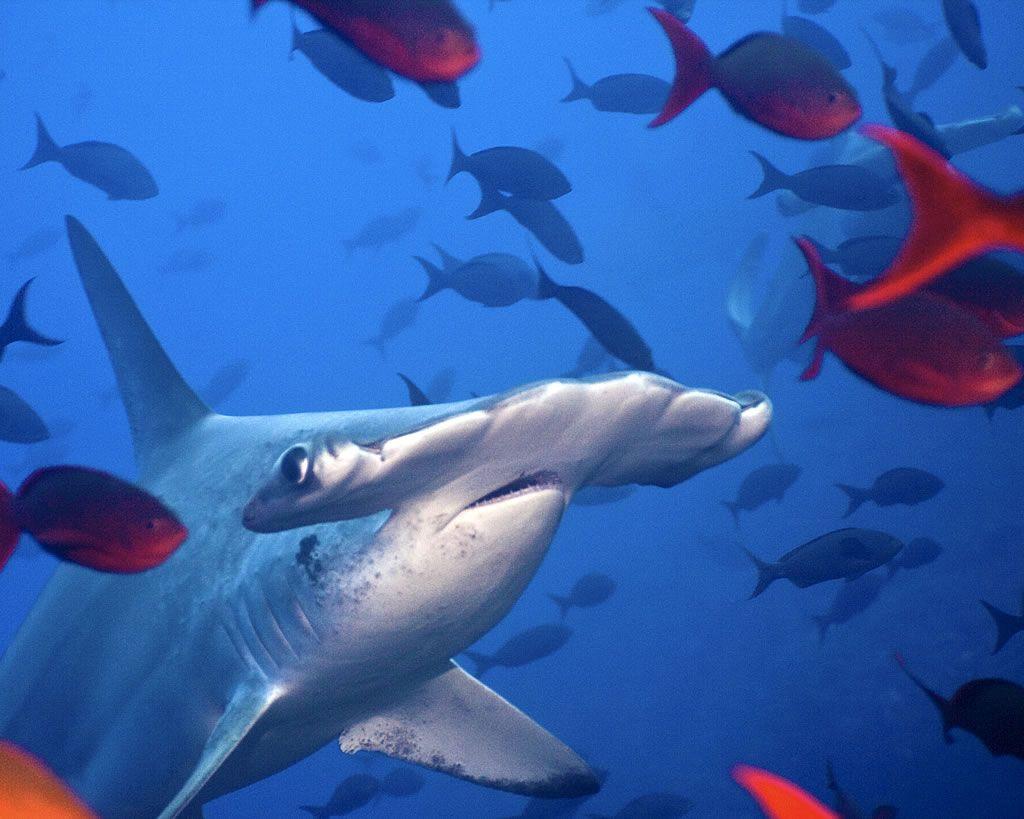 1024x819 Hammerhead Shark 3D HD