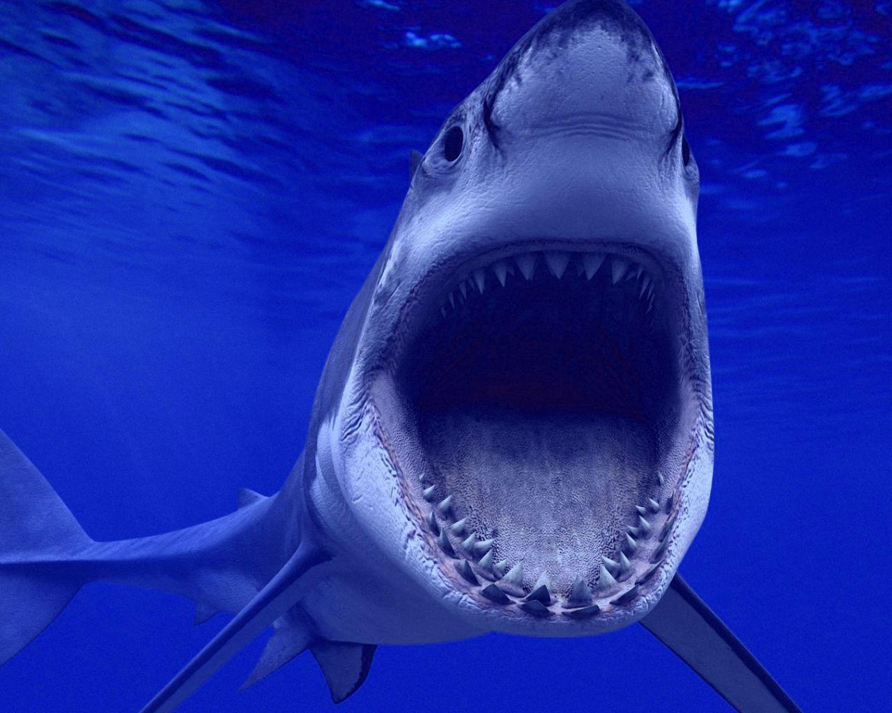 1280x1024 Free download great white shark wallpaper hammer head shark wallpaper live shark [1920x1080] for your Desktop, Mobile & Tablet. Explore Great White Shark HD Wallpaper. Live Shark Wallpaper for