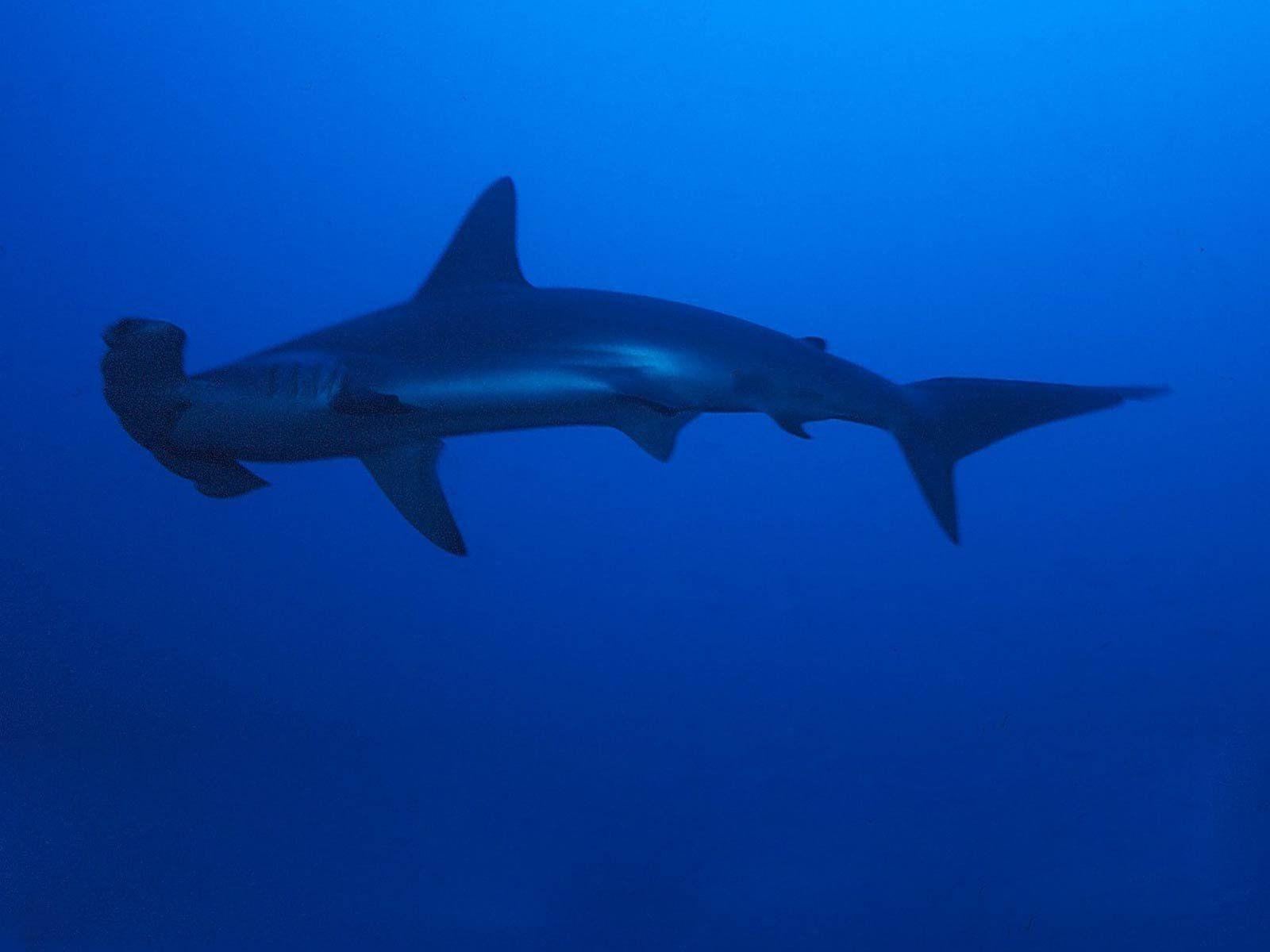 1600x1200 Hammerhead Shark Wallpaper 1600×1200