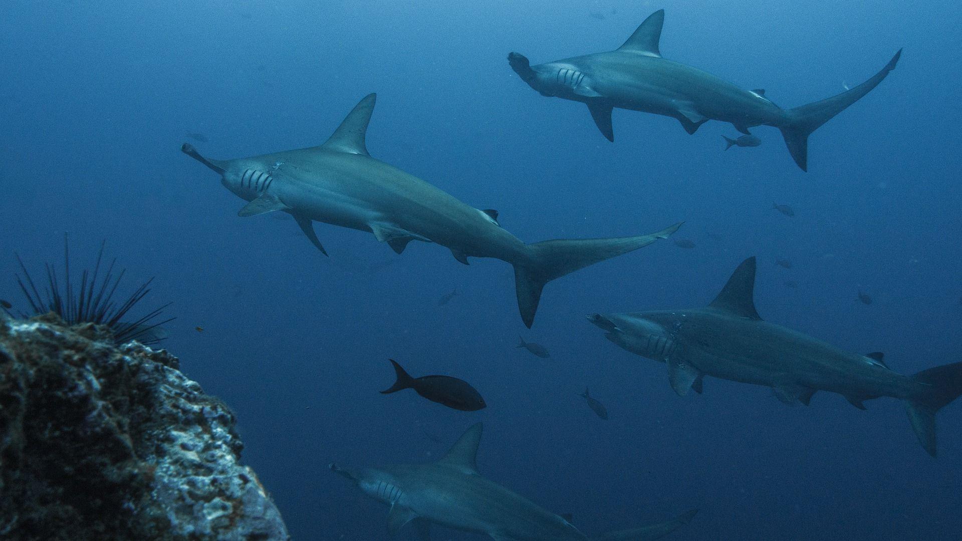1920x1080 Best Places to Dive with Hammerhead Sharks. Animals Around the Globe
