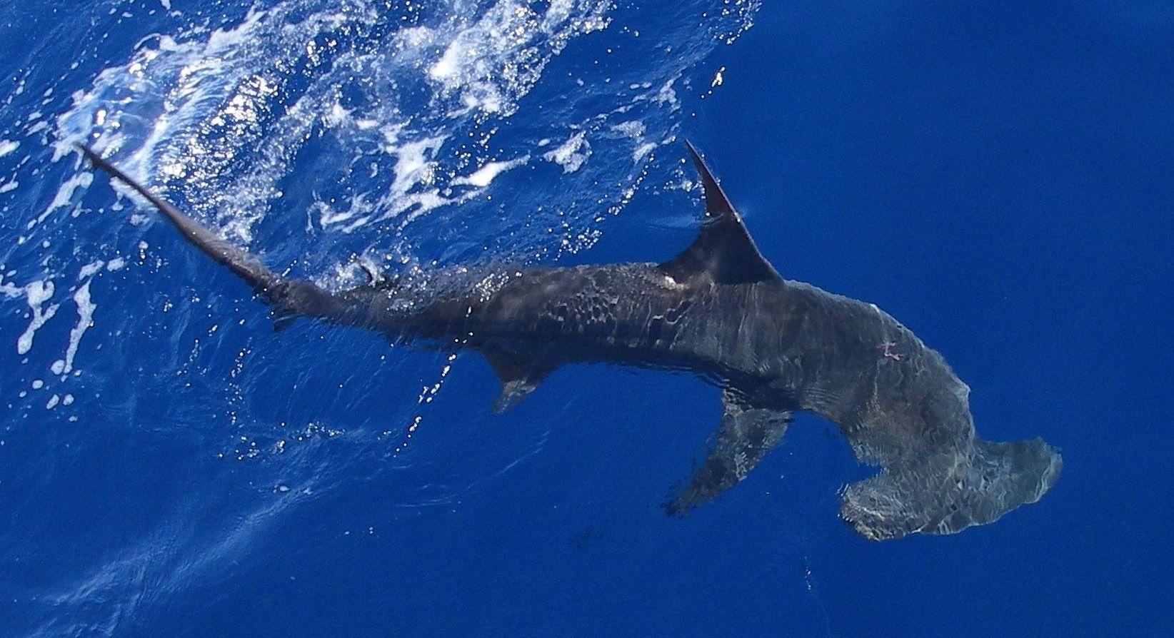 1644x894 Hammerhead Shark