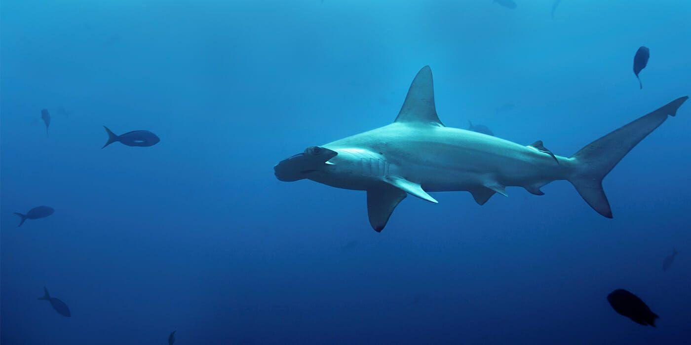 1400x700 Great Hammerhead Shark