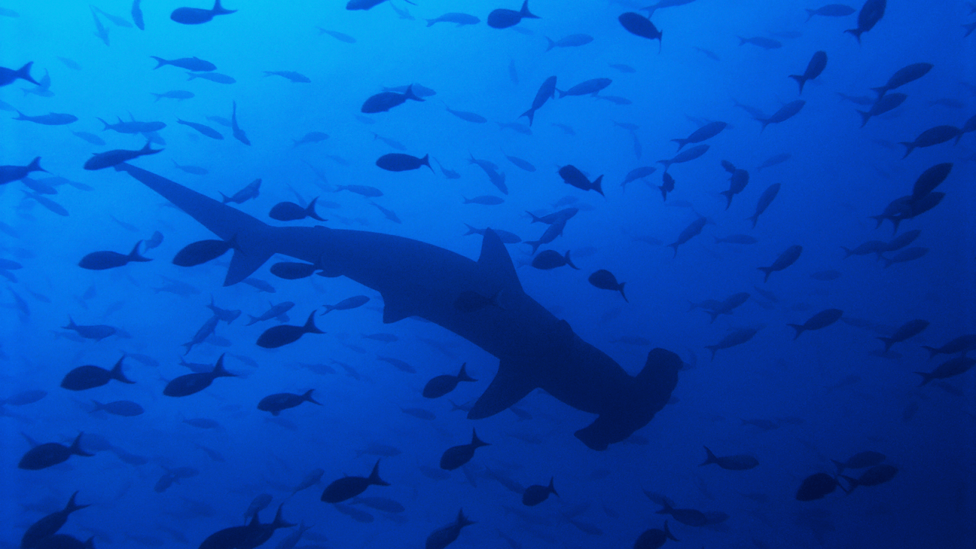 1920x1080 Hammerhead Shark Background .
