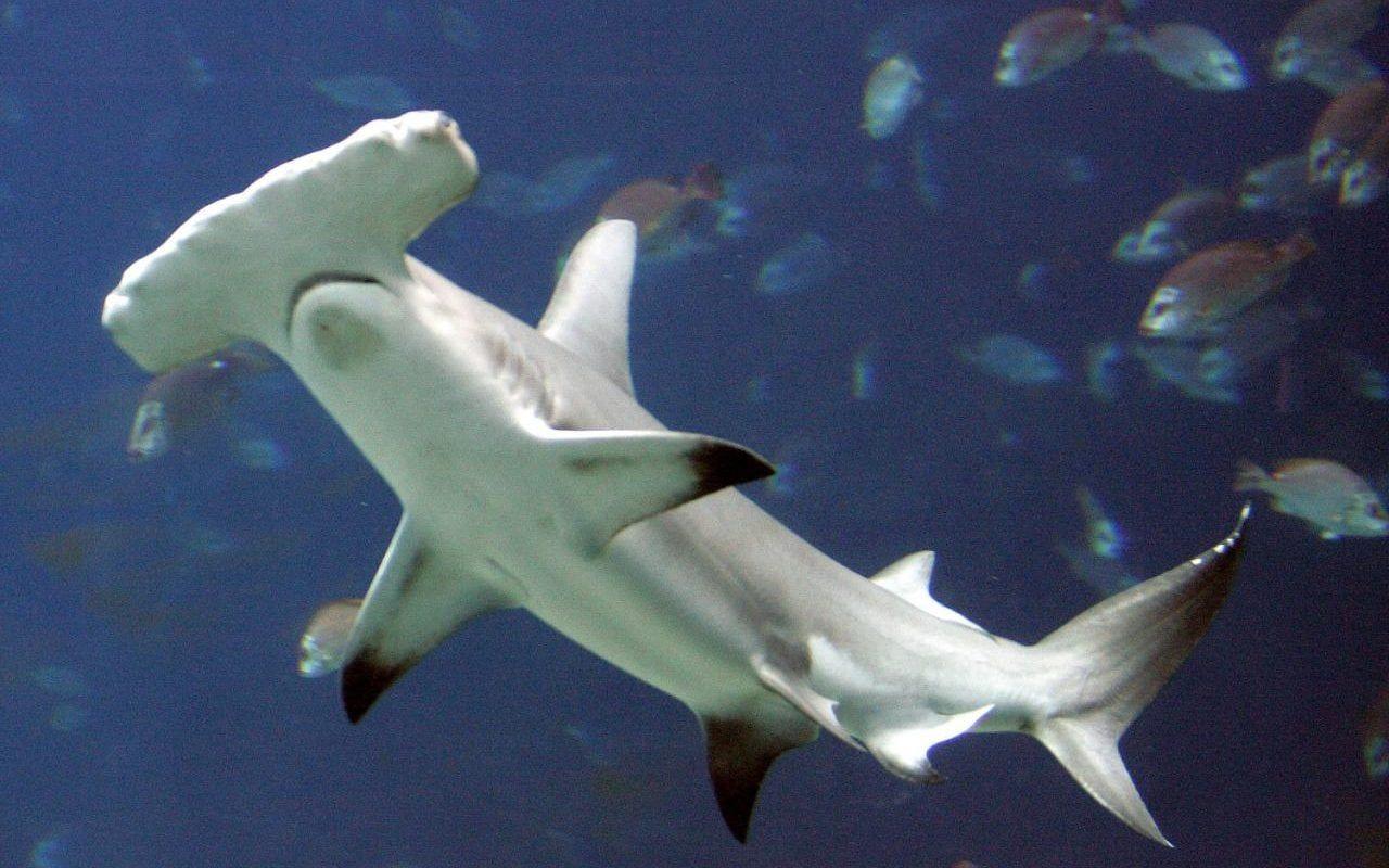1280x800 Europe's largest aquarium faces legal action over 30 dead hammerhead sharks