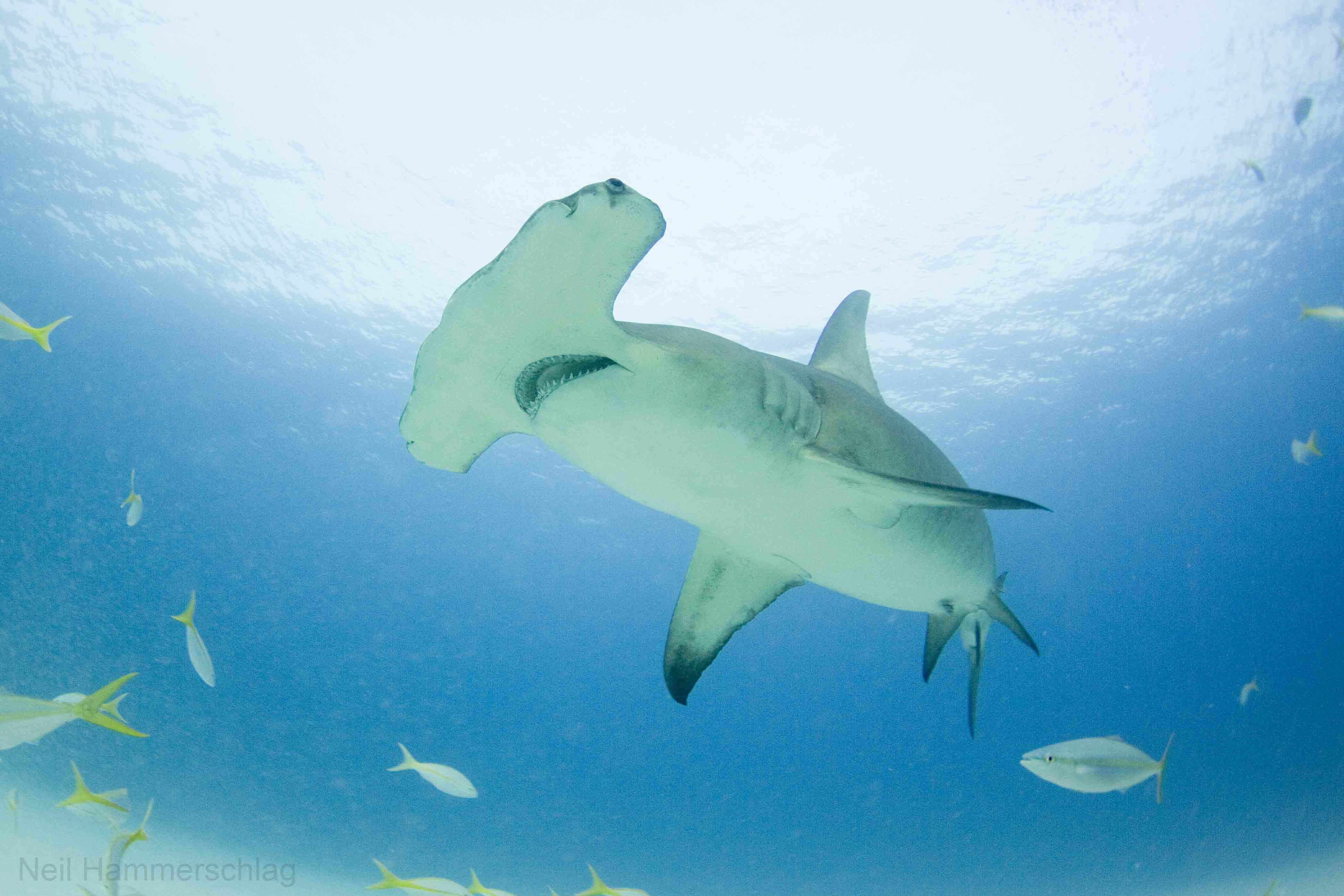4192x2795 Hammerhead Shark Photo From “Exhilarating” Dive