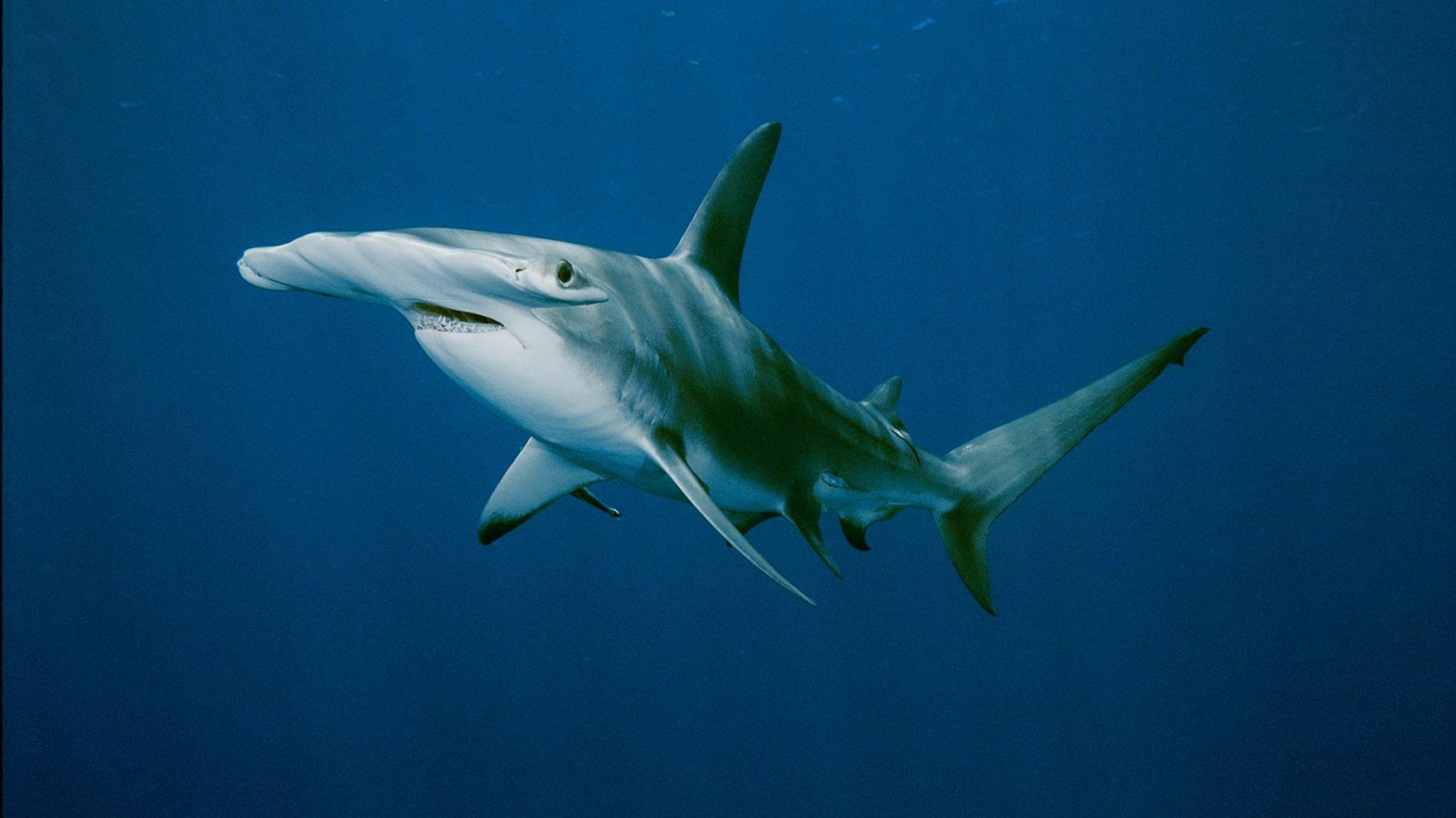 1900x1068 Great Hammerhead Shark Facts, Picture \u0026 Video. Discover An Incredible Endangered Shark Boats Blog