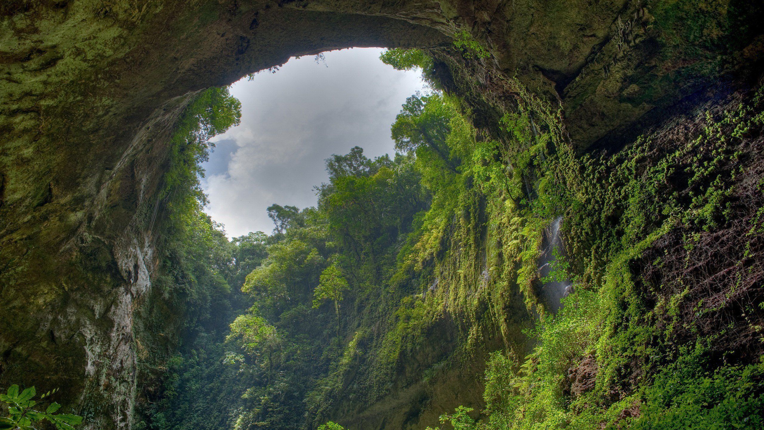 2560x1440 Amazon Forest 4k Wallpaper