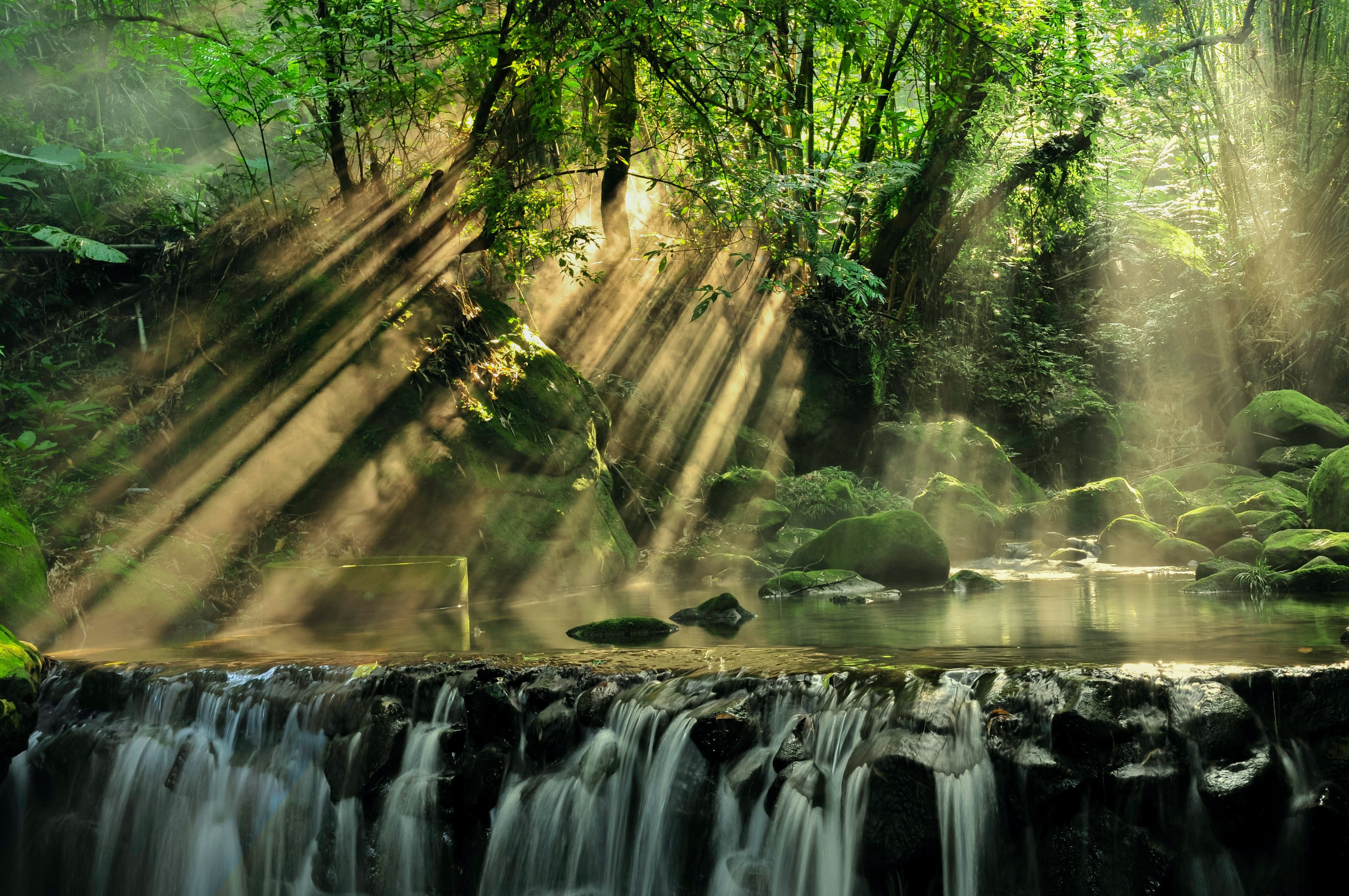4288x2848 Amazon Forest 4k Wallpaper