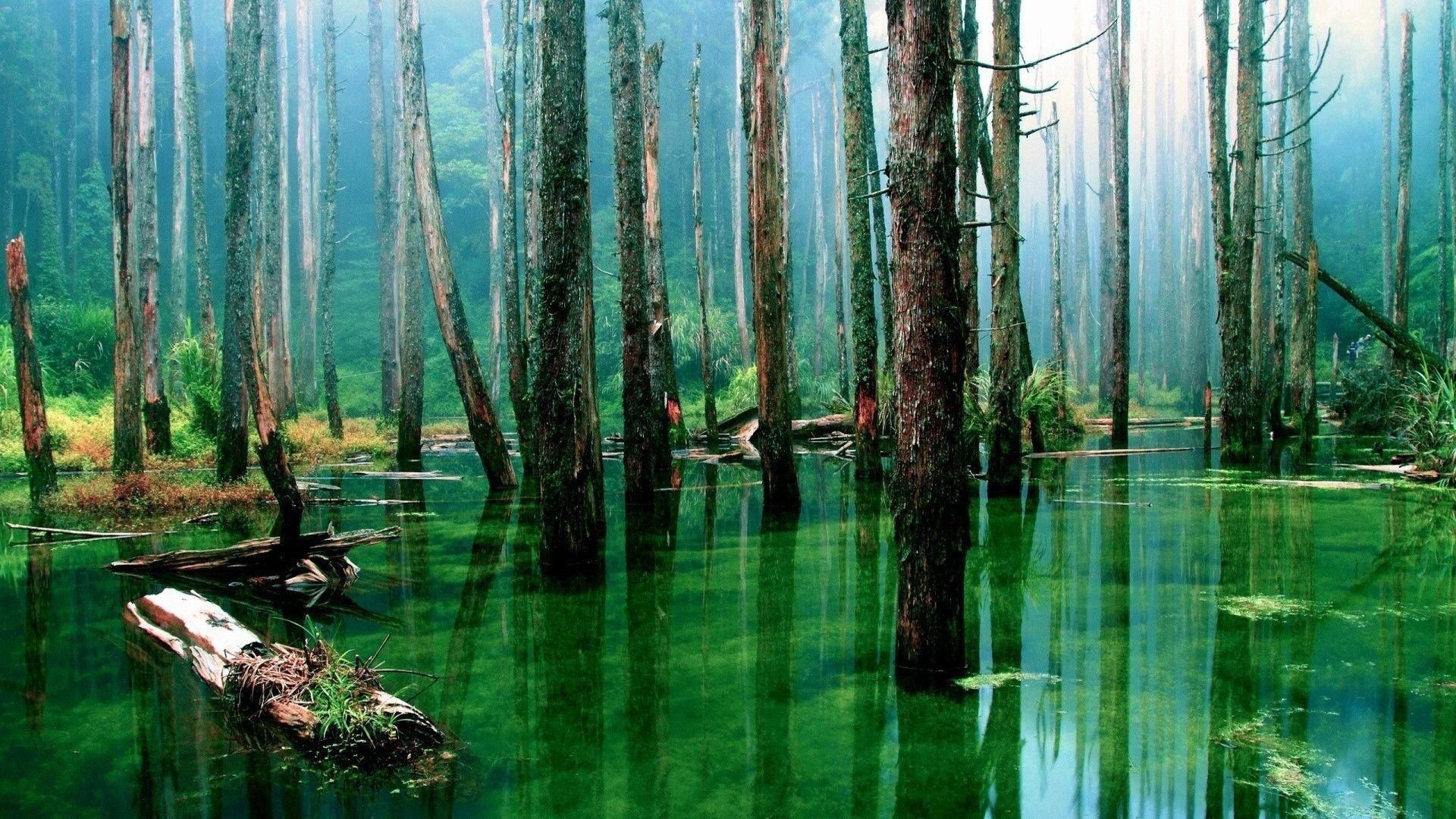 1920x1080 Amazon Rainforest