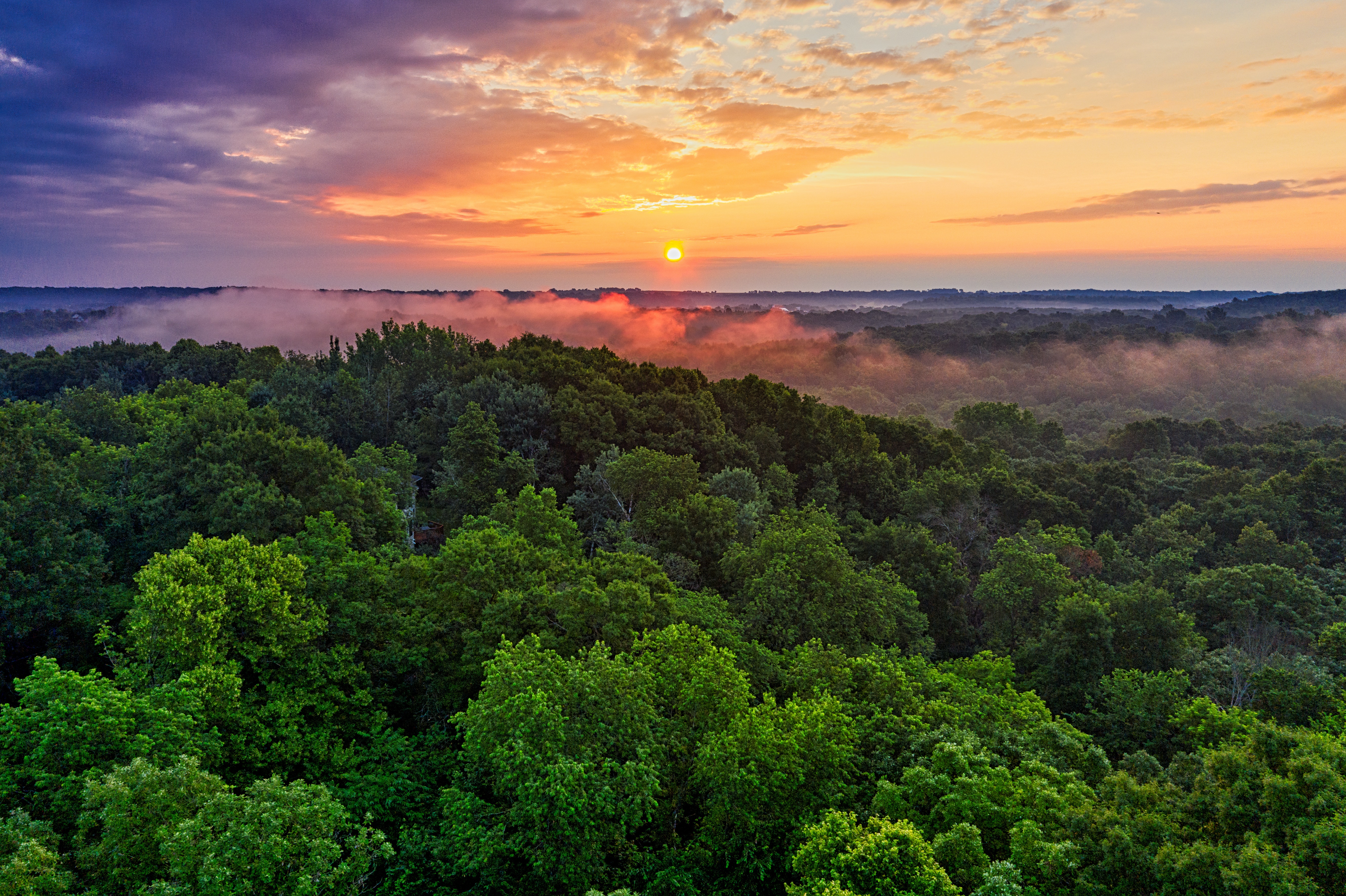 5320x3542 Amazon Forest 4k Wallpaper