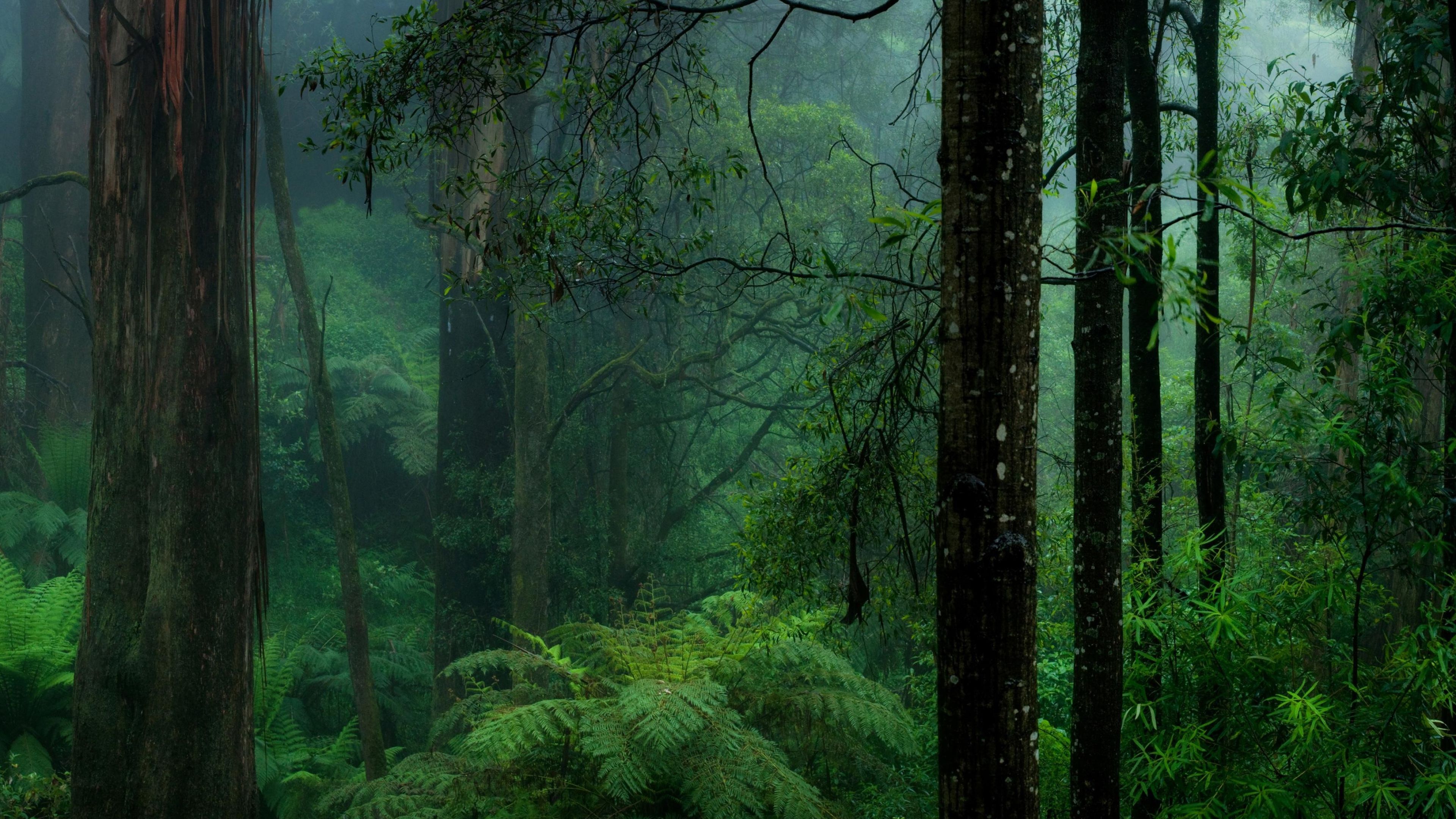 3840x2160 Amazon Rain Forest Wallpaper