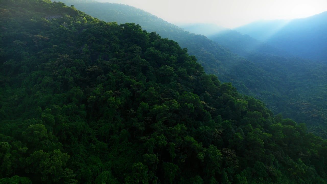 1280x720 Amazon, Forest, Rainforest