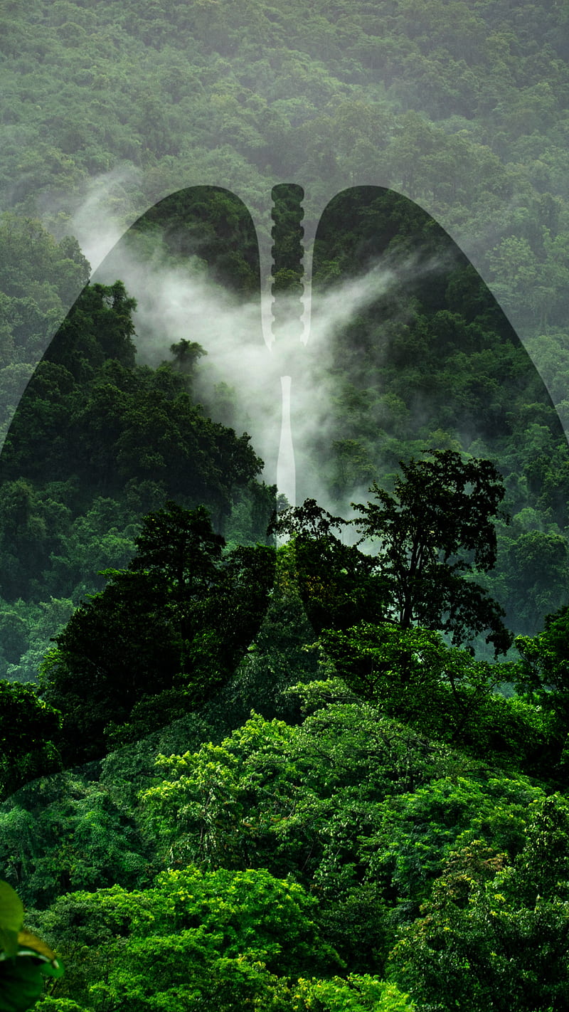 800x1422 Natural Lung, Cajuca, amazon, amazonia, amazonie, floresta, forest, jungle, nature, HD phone wallpaper