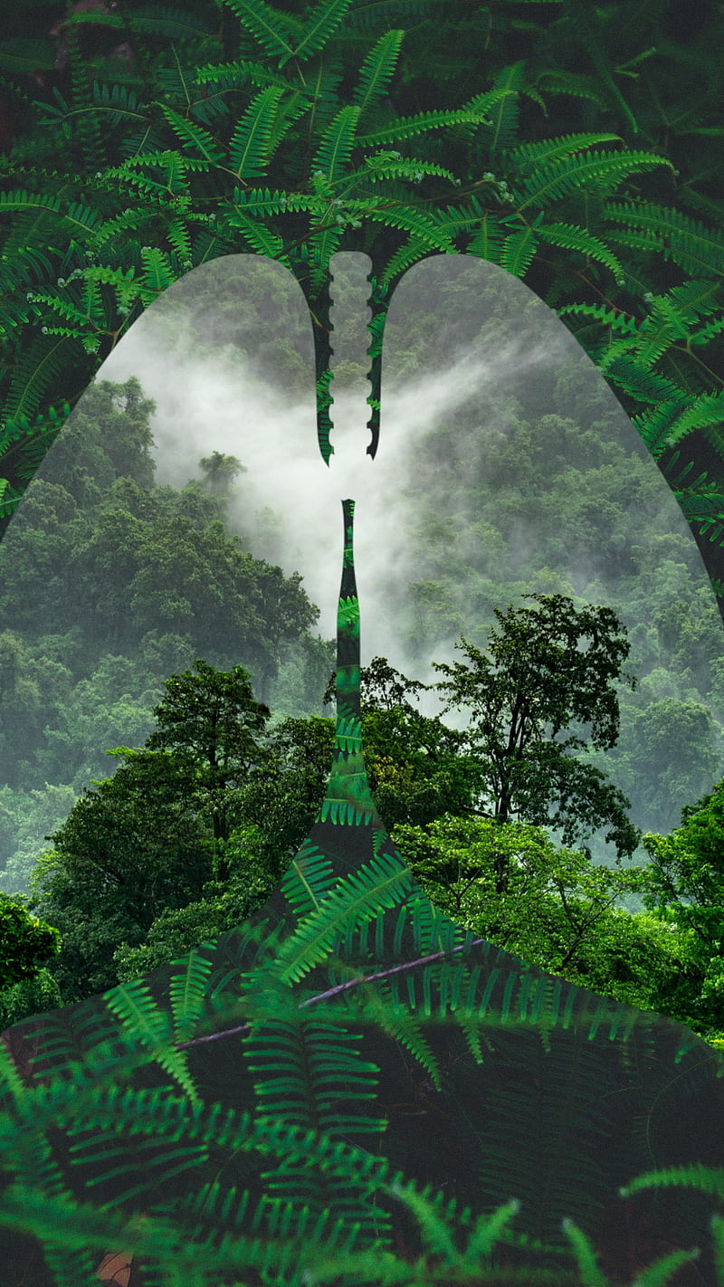 800x1422 Natural Lung Cajuca, amazon, amazonia, amazonie, floresta, forest, jungle, HD phone wallpaper