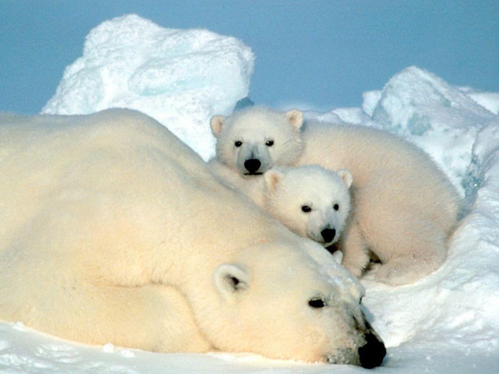 1024x768 Baby Polar Bear Wallpaper