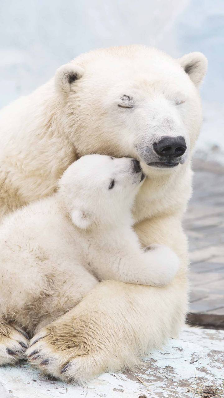 Cute Polar Bear Wallpapers - Top Free Cute Polar Bear Backgrounds ...