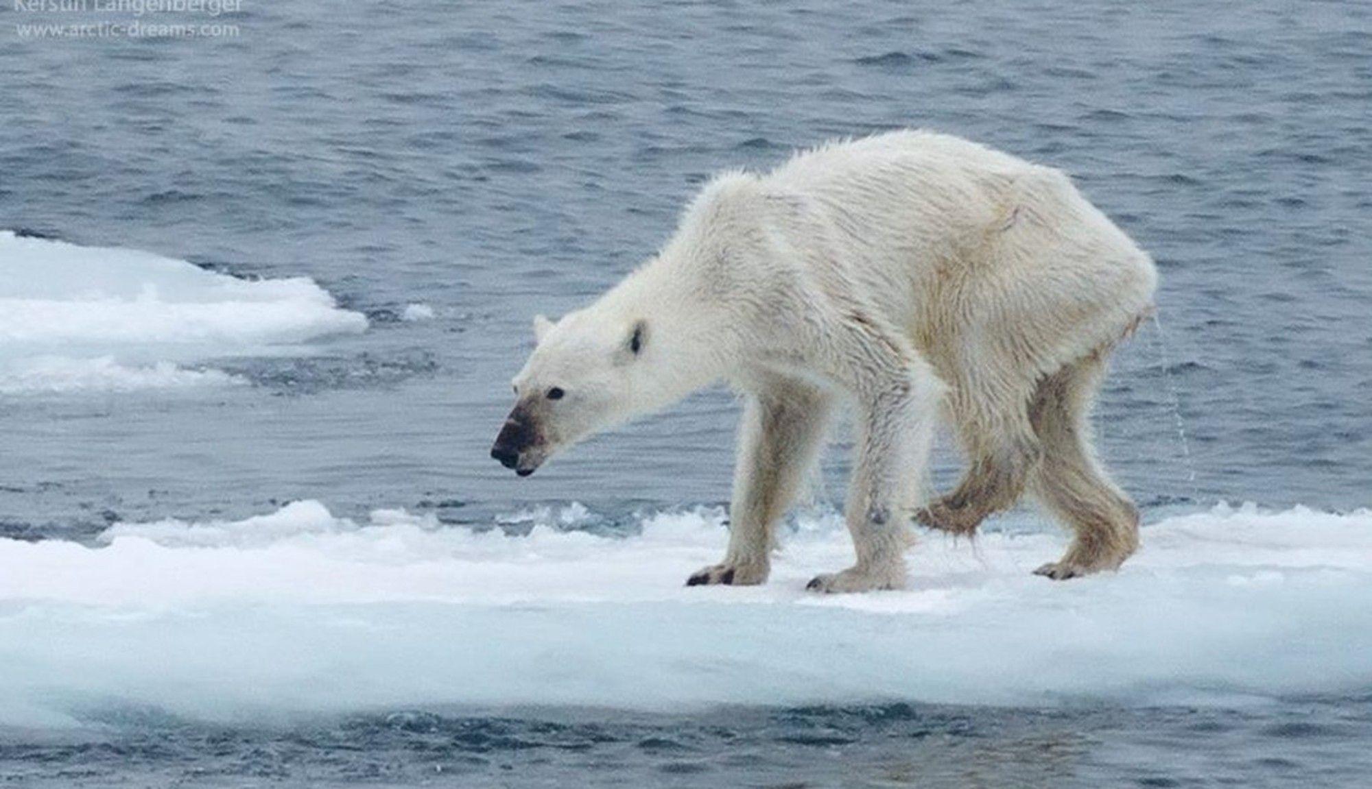 2000x1151 Polar Bear Data Src Baby Polar Bear Wallpaper For Bear In Real Life