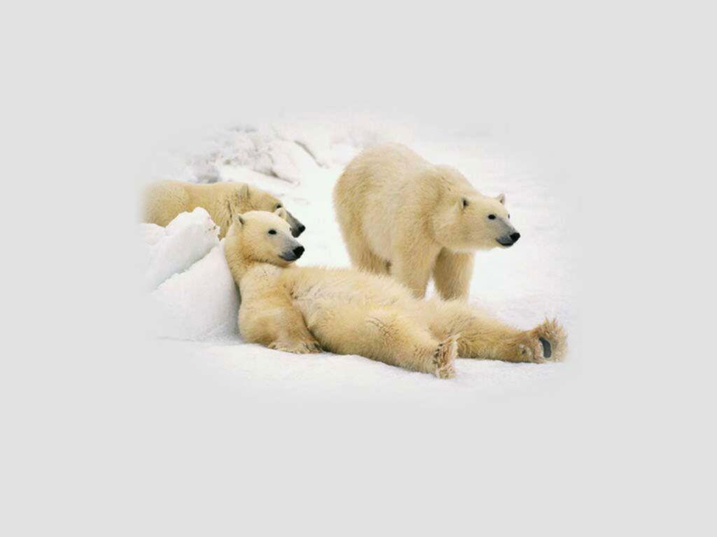 1024x768 Polar Bear Wallpaper Cute and Docile