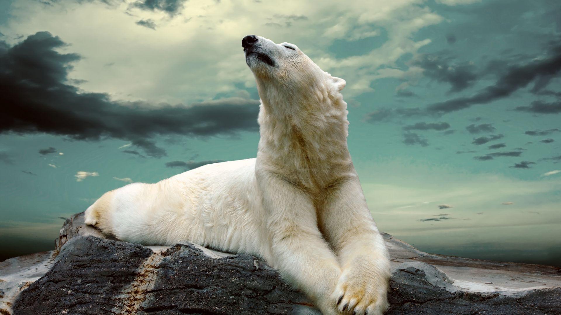 1920x1080 Cute Polar Bear Wallpaper For Mac