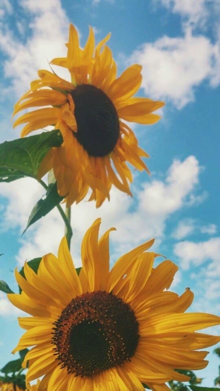 720x1280 Vsco Natalyelise Pinterest Natalyelise7 Sunflower Wallpaper Aesthetic Wallpaper Yellow