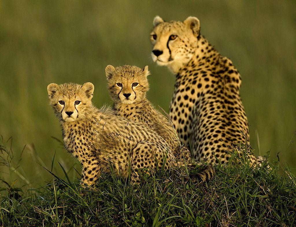 1024x785 Free download Cheetah Family Wallpaper For iPhone Cheetah Cheetah Picture [1024x785] for your Desktop, Mobile & Tablet. Explore Free Cheetah Wallpaper. Cheetah Wallpaper for Computer, Cheetah Girls Wallpaper, HD Cheetah Wallpaper