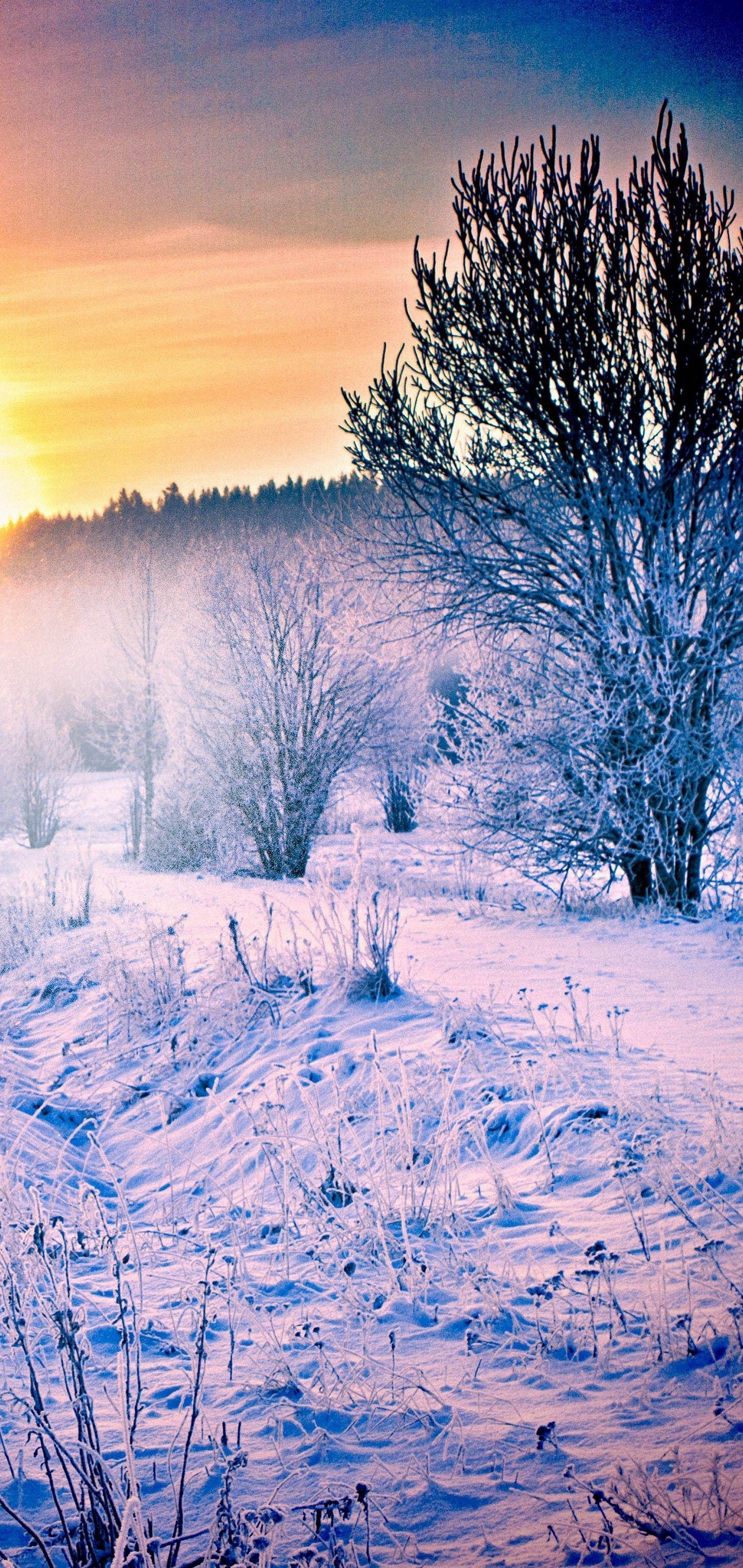 1440x3040 Samsung Galaxy S10 Wallpaper. Winter wallpaper, Winter wallpaper hd, Snow forest