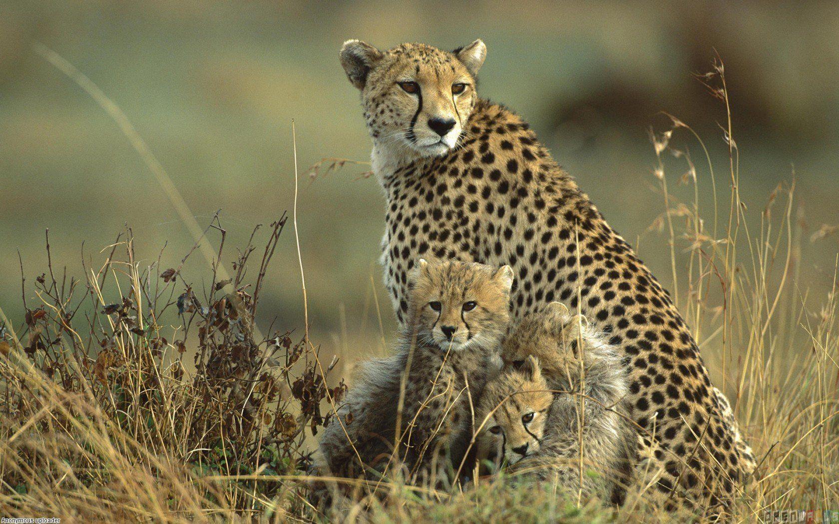 1680x1050 Free download Cute cheetah family wallpaper 4705 Open Walls [1680x1050] for your Desktop, Mobile & Tablet. Explore Cute Cheetah Wallpaper. Cute Cheetah Wallpaper, Cute Cheetah Print Wallpaper, Cheetah Wallpaper