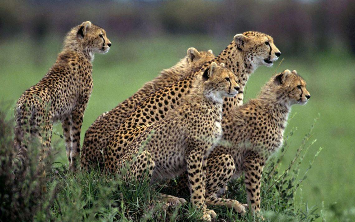 Cheetah Family Wallpapers - Top Free Cheetah Family Backgrounds ...