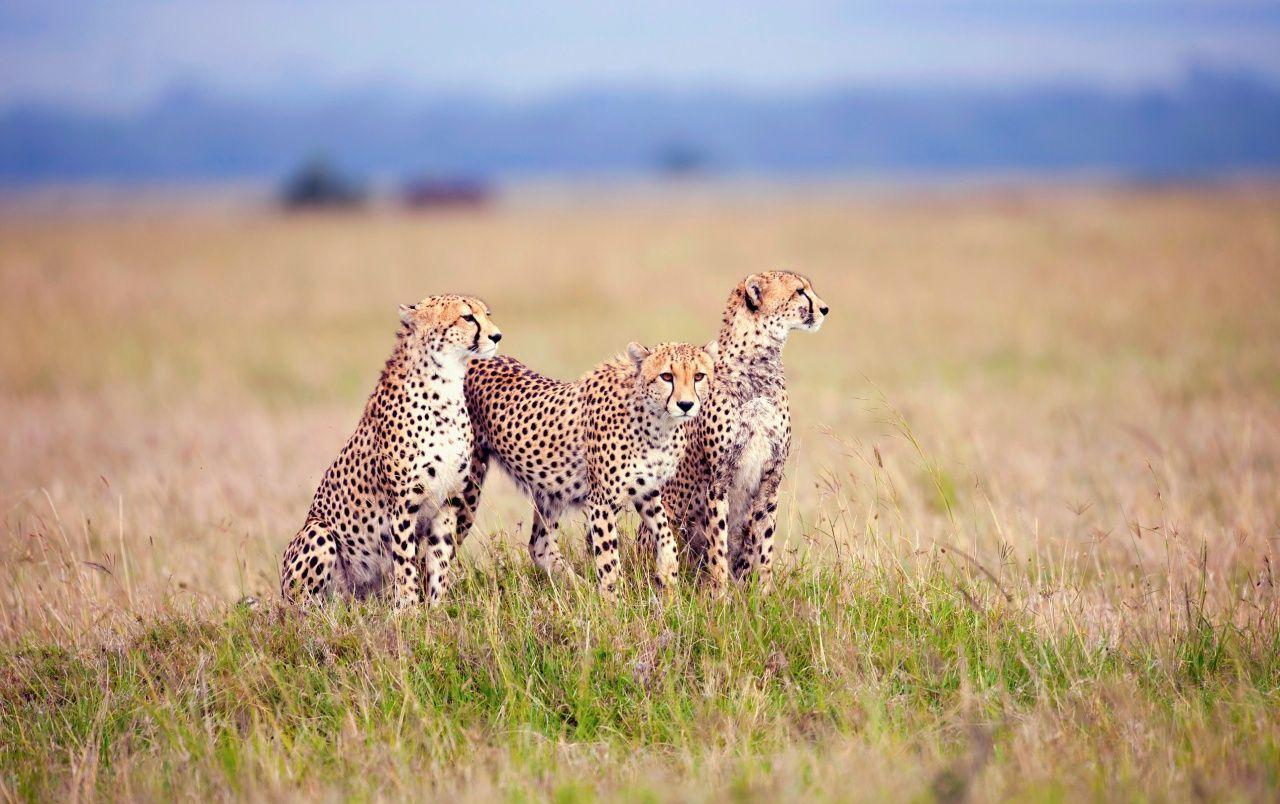 1280x804 Cheetah Family wallpaper. Cheetah Family