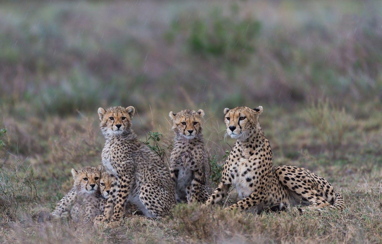 1332x850 Wallpaper family portrait, cheetahs, family, cubs, Tanzania image for desktop, section кошки