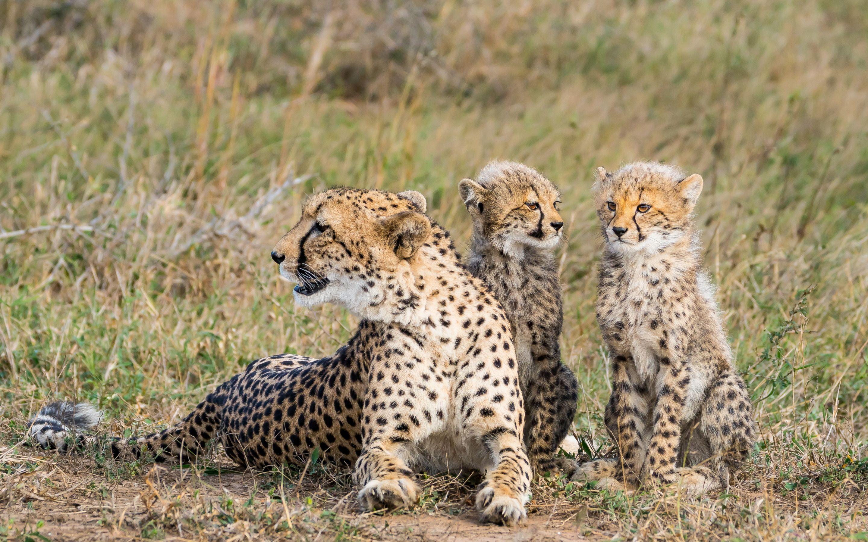 Cheetah Family Wallpapers - Top Free Cheetah Family Backgrounds ...