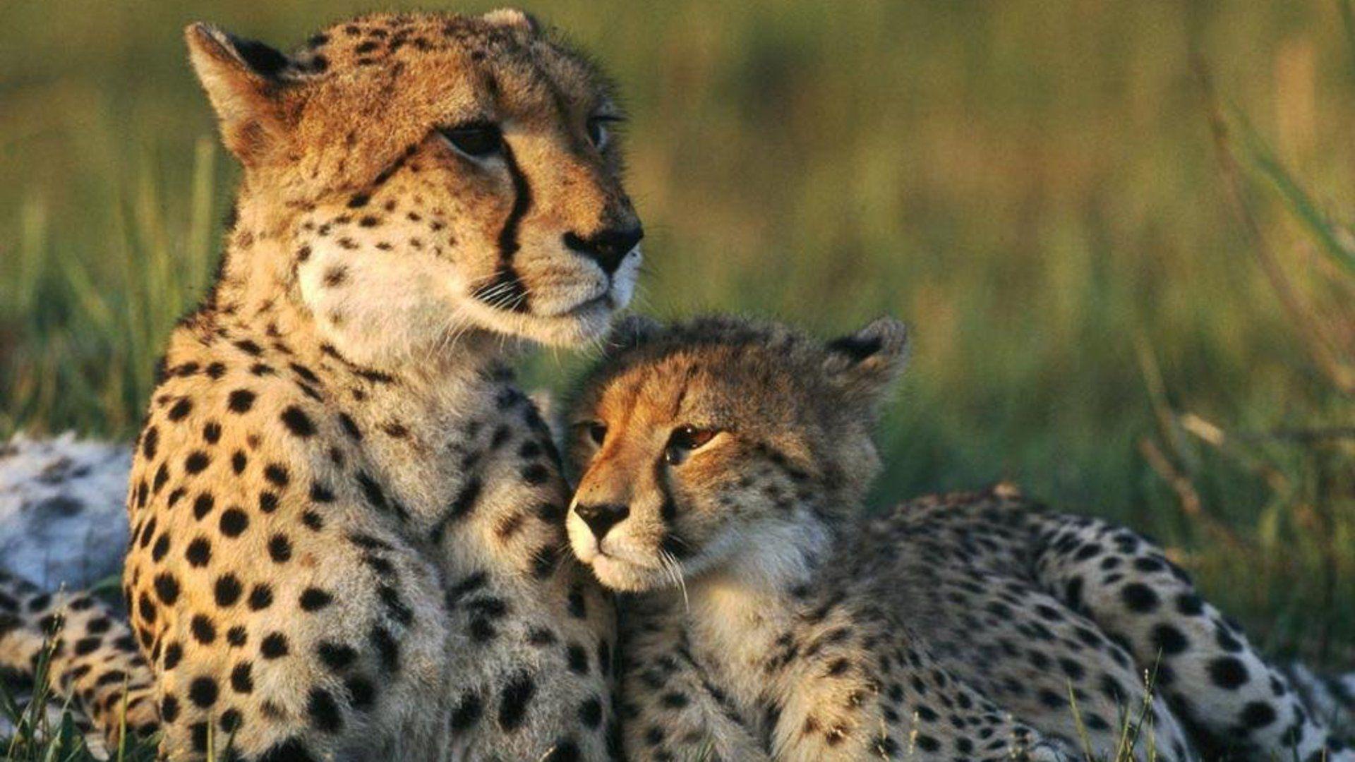 1920x1080 Cheetah Wallpaper HD