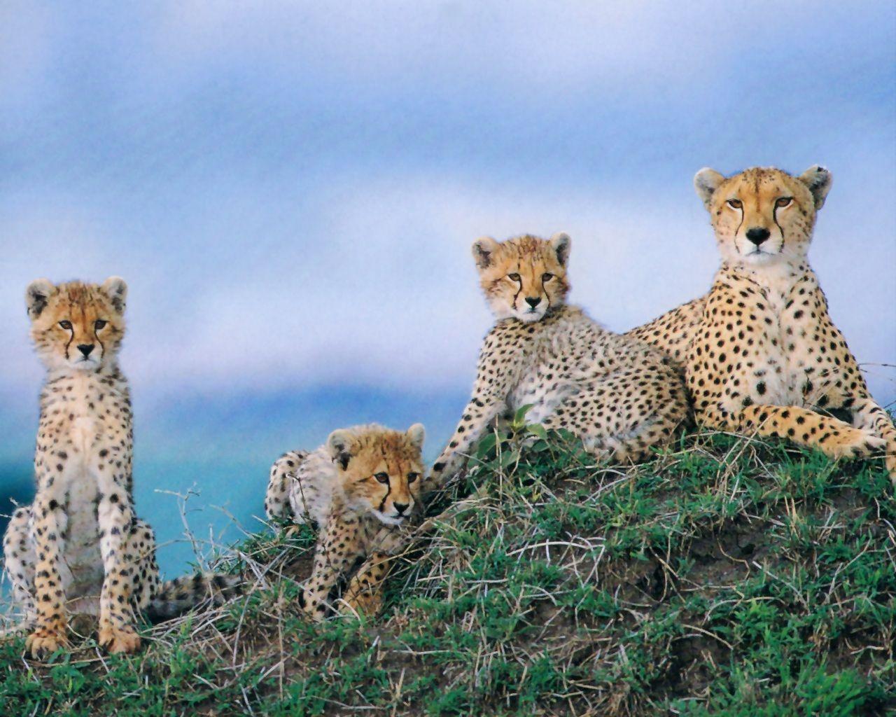 1280x1024 Wildlife Cheetah
