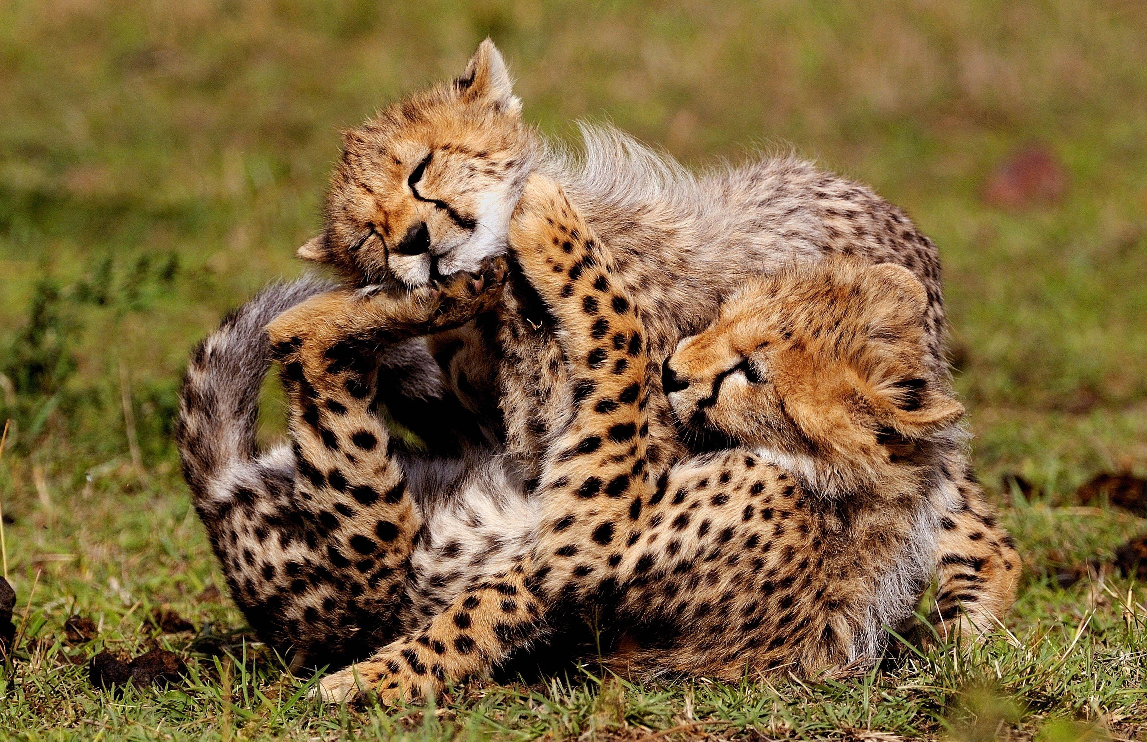 4016x2598 Cheetah Cubs Wallpaper
