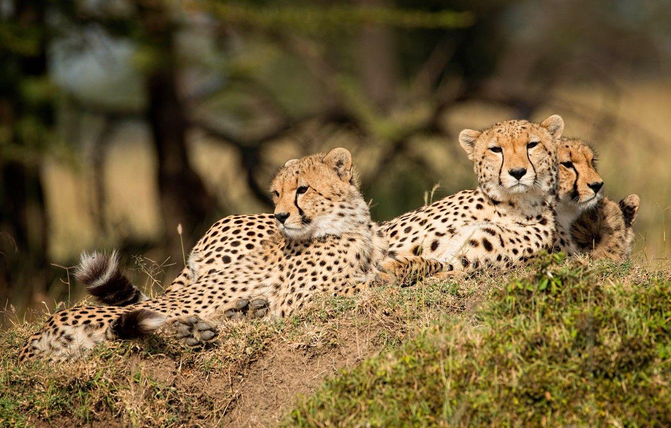 1332x850 Wallpaper look, branches, nature, pose, background, stay, Cheetah, wild cats, trio, family, lie, cheetahs, hill image for desktop, section кошки