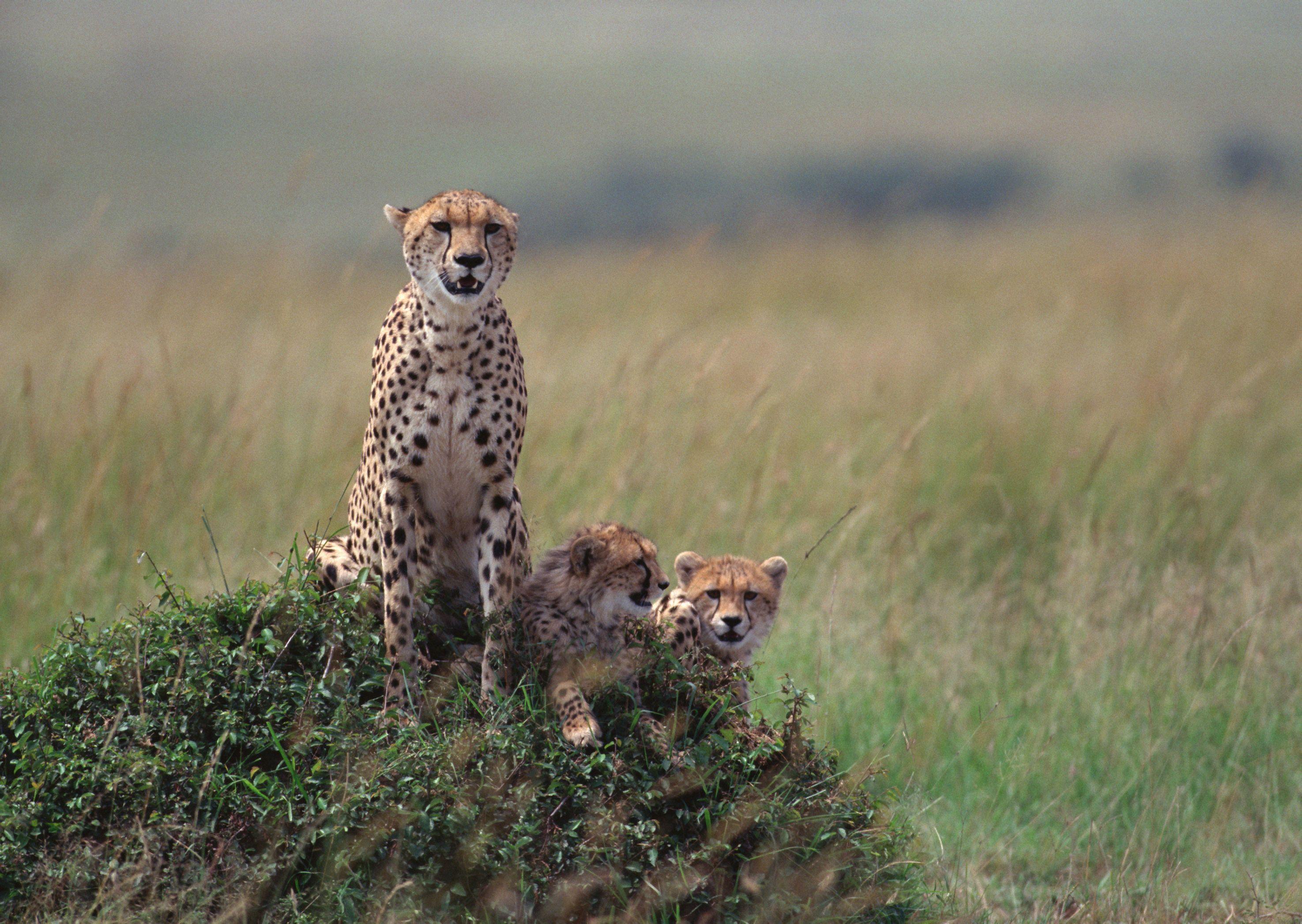 Cheetah Family Wallpapers - Top Free Cheetah Family Backgrounds ...